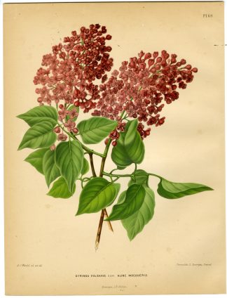 Antique Print-SYRINGA SPECIES-VULGARIS-COMMON LILAC-PL 69-Severeyns-Wendel-1879