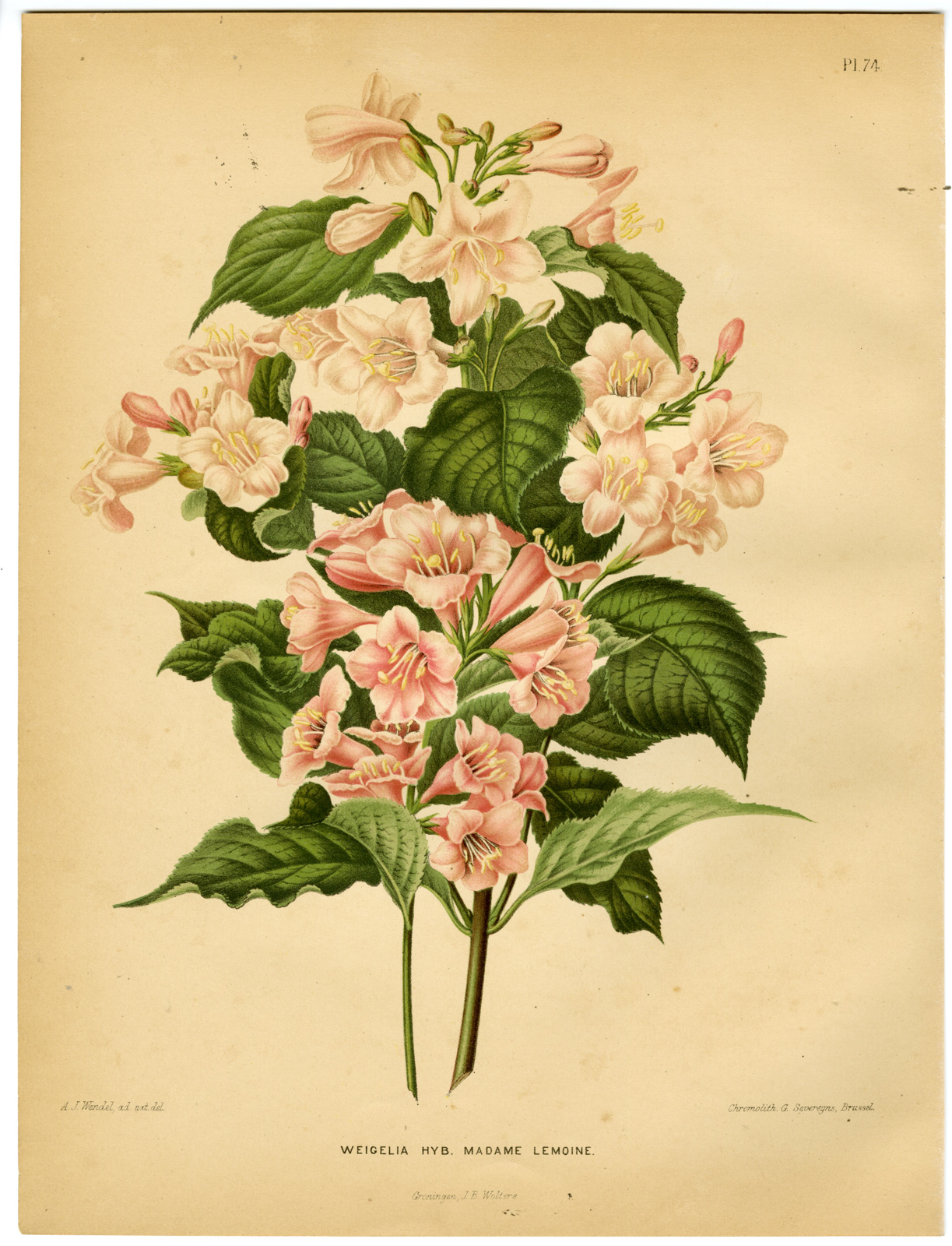 , Antique Print-WEIGELIA SPECIES-MADAME LEMOINE-PL 74-Severeyns-Wendel-1879, Pictura Antique Prints