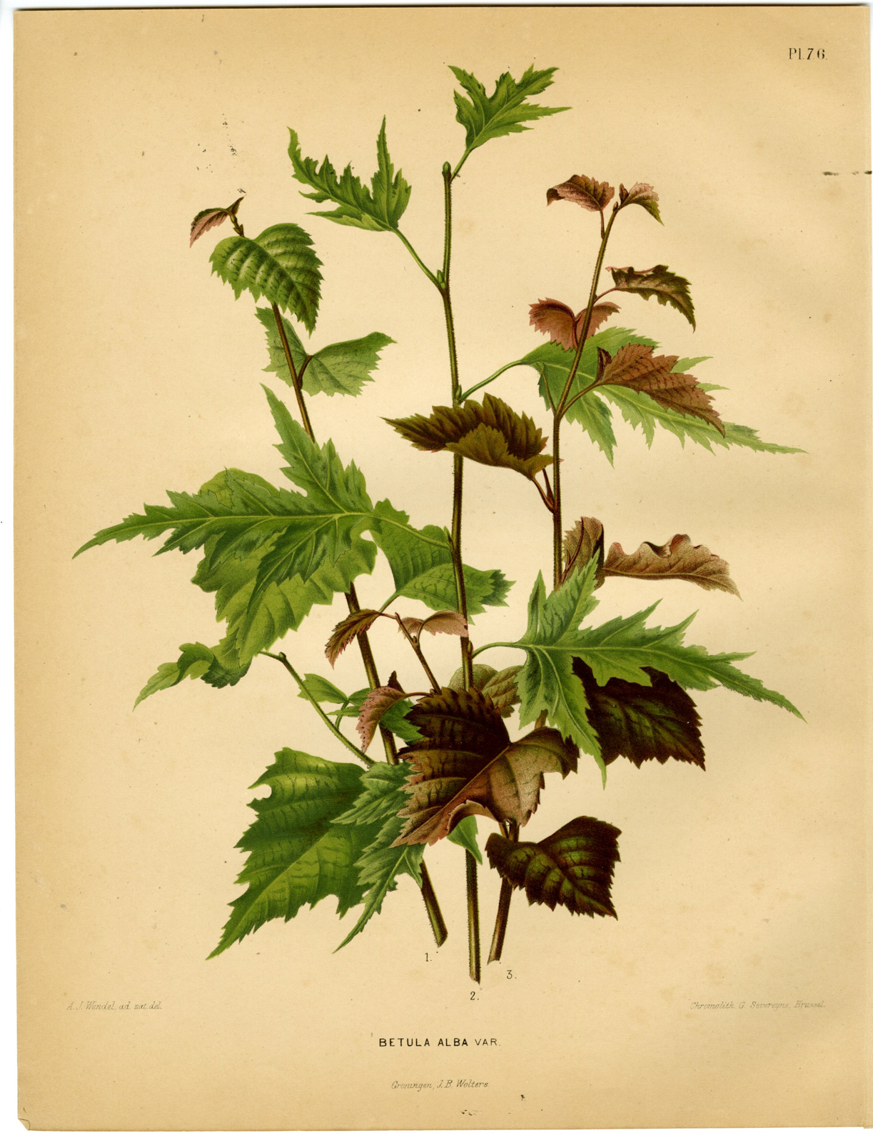 , Antique Print-BIRCH SPECIES-BETULA ALBA-PL 76-Severeyns-Wendel-1879, Pictura Antique Prints