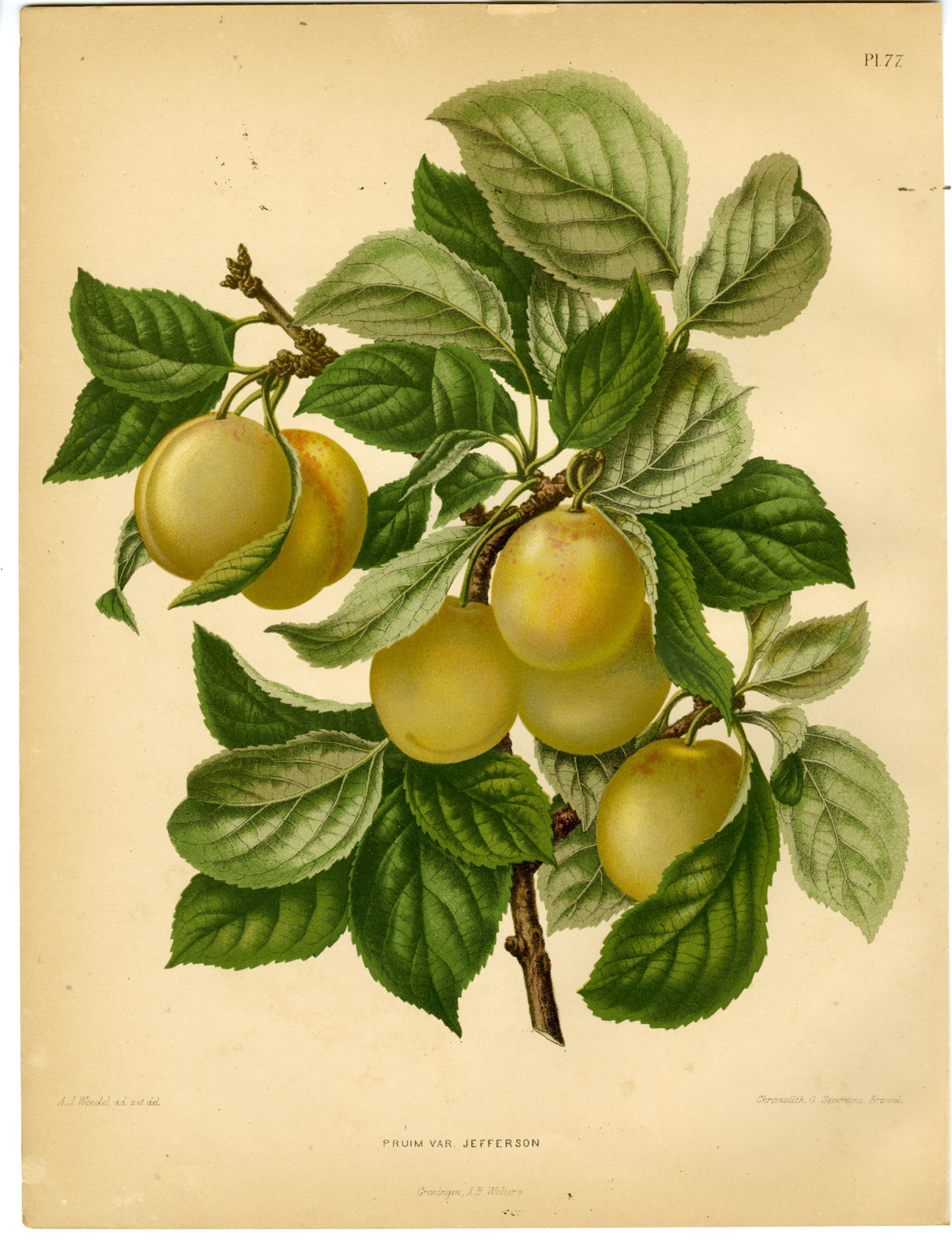 , Antique Print-PLUM SPECIES-JEFFERSON-PL 77-Severeyns-Wendel-1879, Pictura Antique Prints