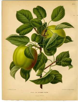 Antique Print-APPLE SPECIES-STURMER PIPPIN-PL 71-Severeyns-Wendel-1879