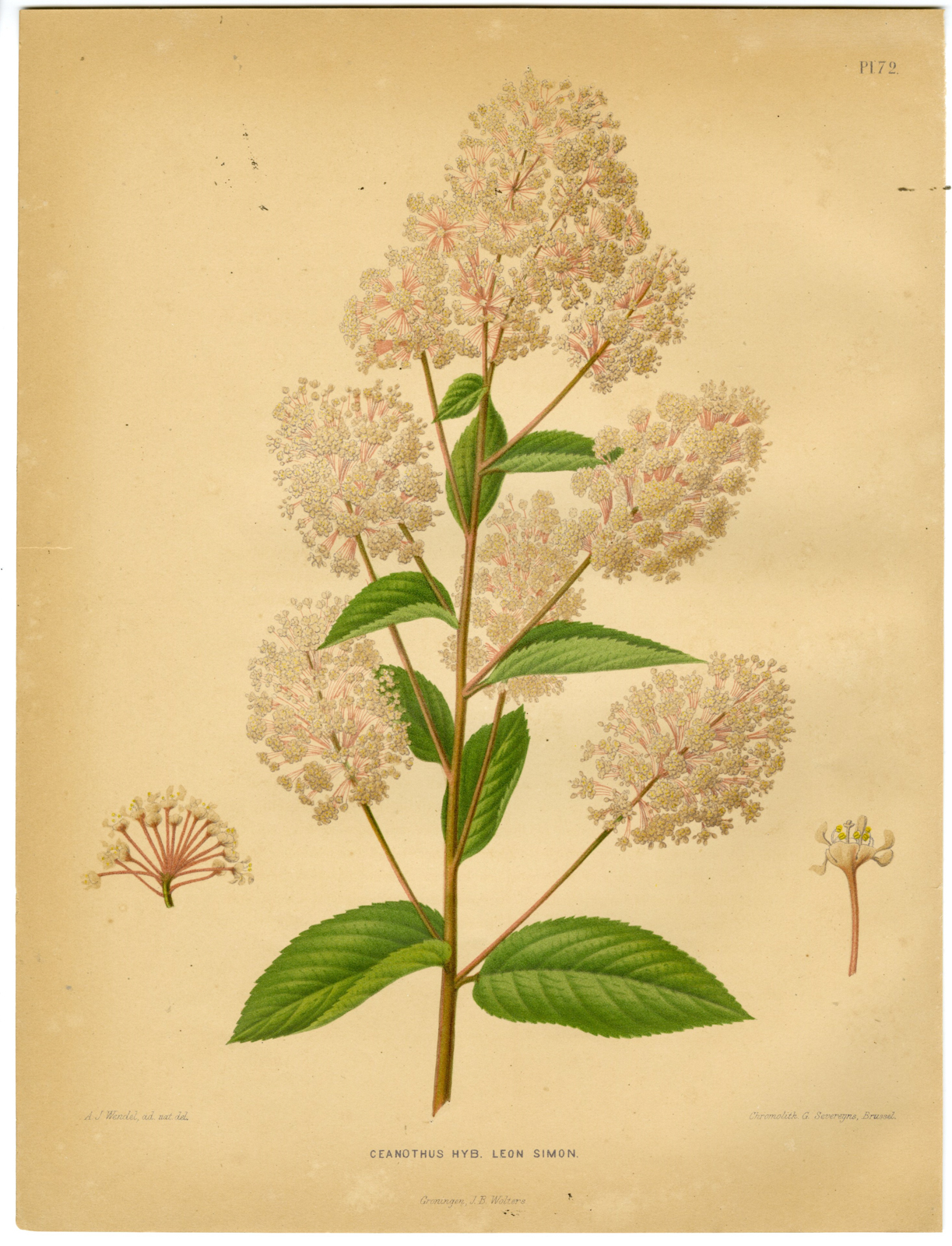 , Antique Print-CEANOTHUS SPECIES-LEON SIMON-BUCKBRUSH-PL 72-Severeyns-Wendel-1879, Pictura Antique Prints