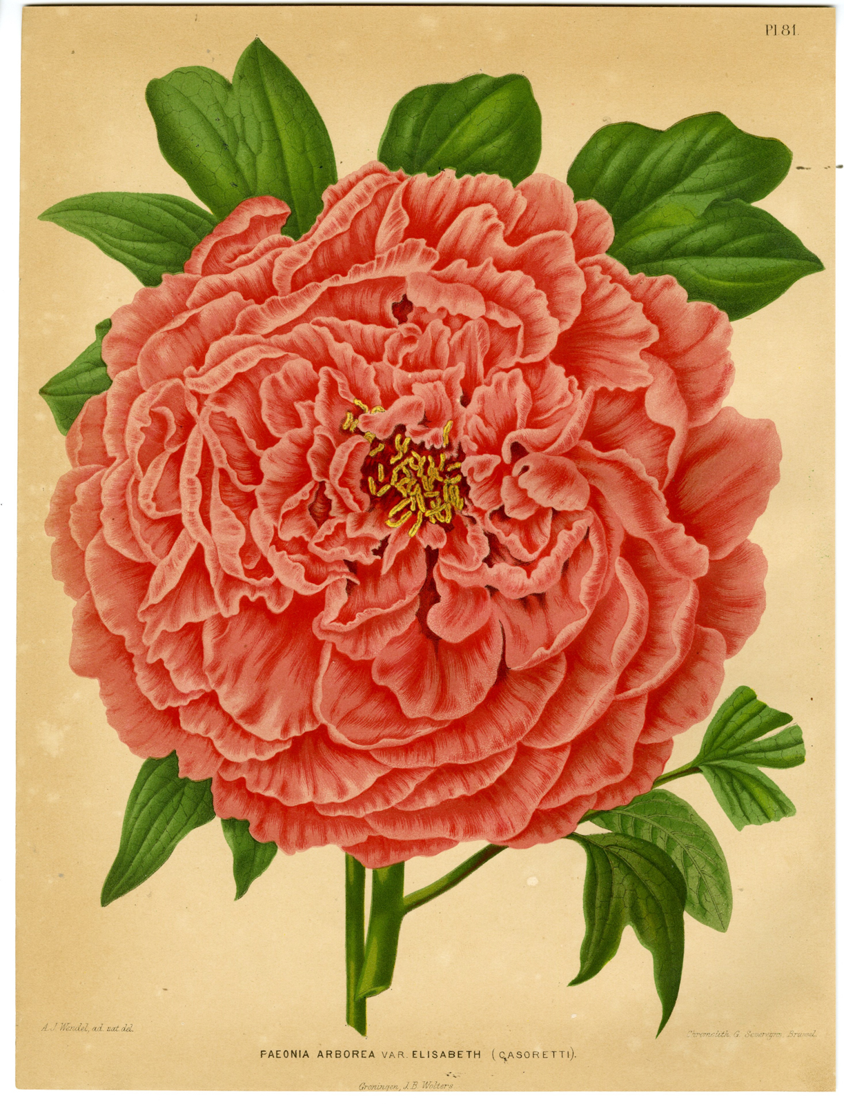 , Antique Print-PEONY SPECIES-PAEONIA ARBOREA-PL 81-Severeyns-Wendel-1879, Pictura Antique Prints