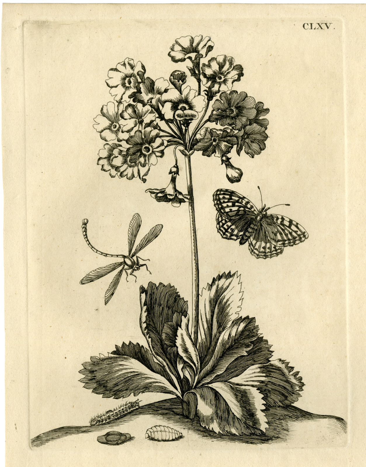 , Antique Prints-FLOWERS-INSECTS-Maria Sybilla Merian-1730, Pictura Antique Prints