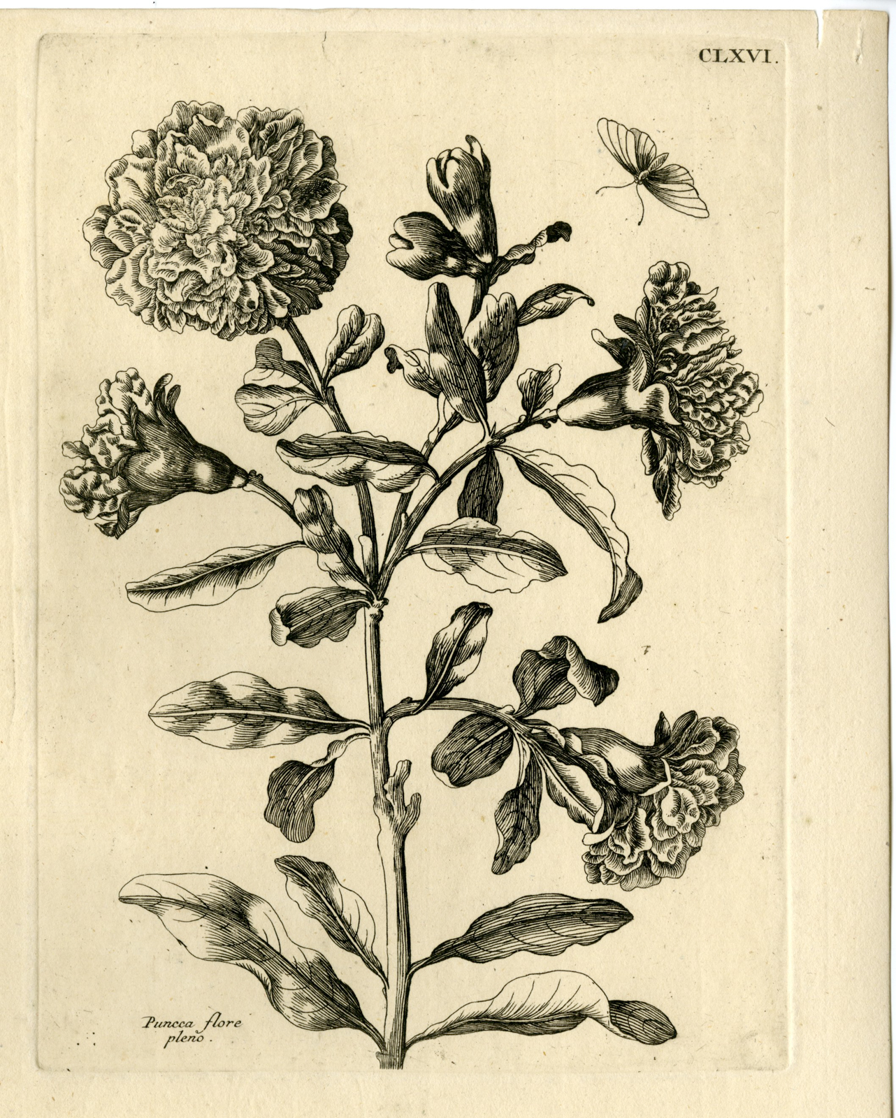 , Antique Prints-FLOWERS-INSECTS-Maria Sybilla Merian-1730, Pictura Antique Prints