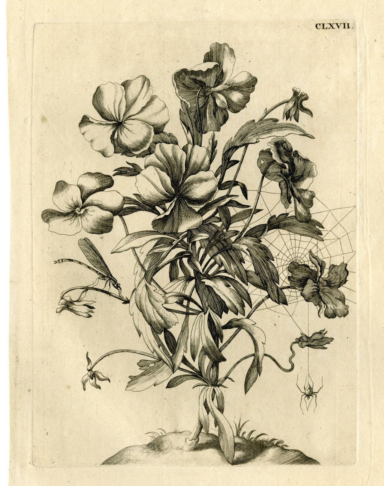 , Antique Prints-FLOWERS-INSECTS-Maria Sybilla Merian-1730, Pictura Antique Prints