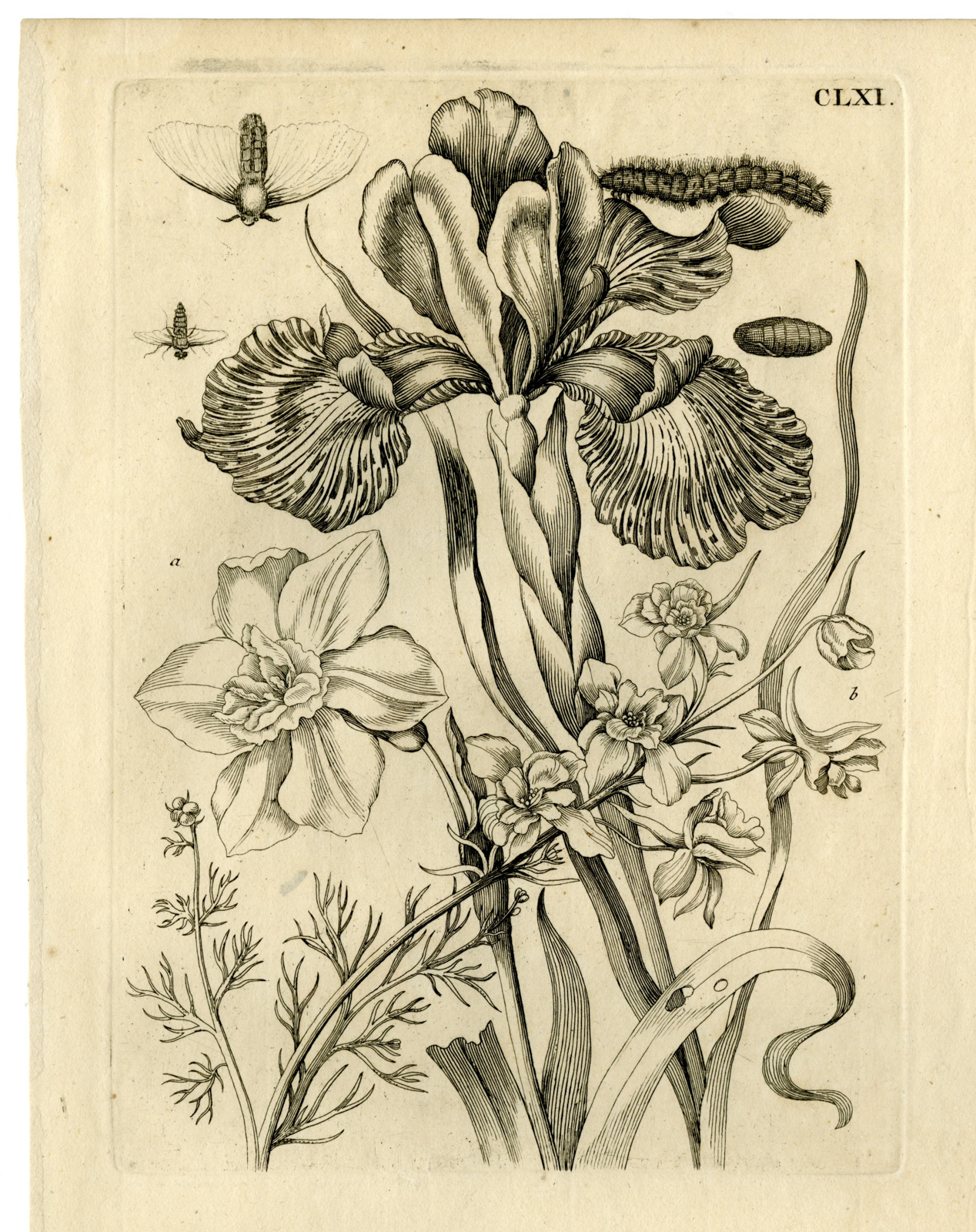 , Antique Prints-FLOWERS-INSECTS-Maria Sybilla Merian-1730, Pictura Antique Prints