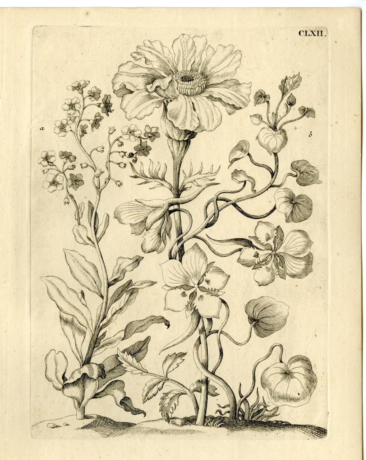, Antique Prints-FLOWERS-INSECTS-Maria Sybilla Merian-1730, Pictura Antique Prints