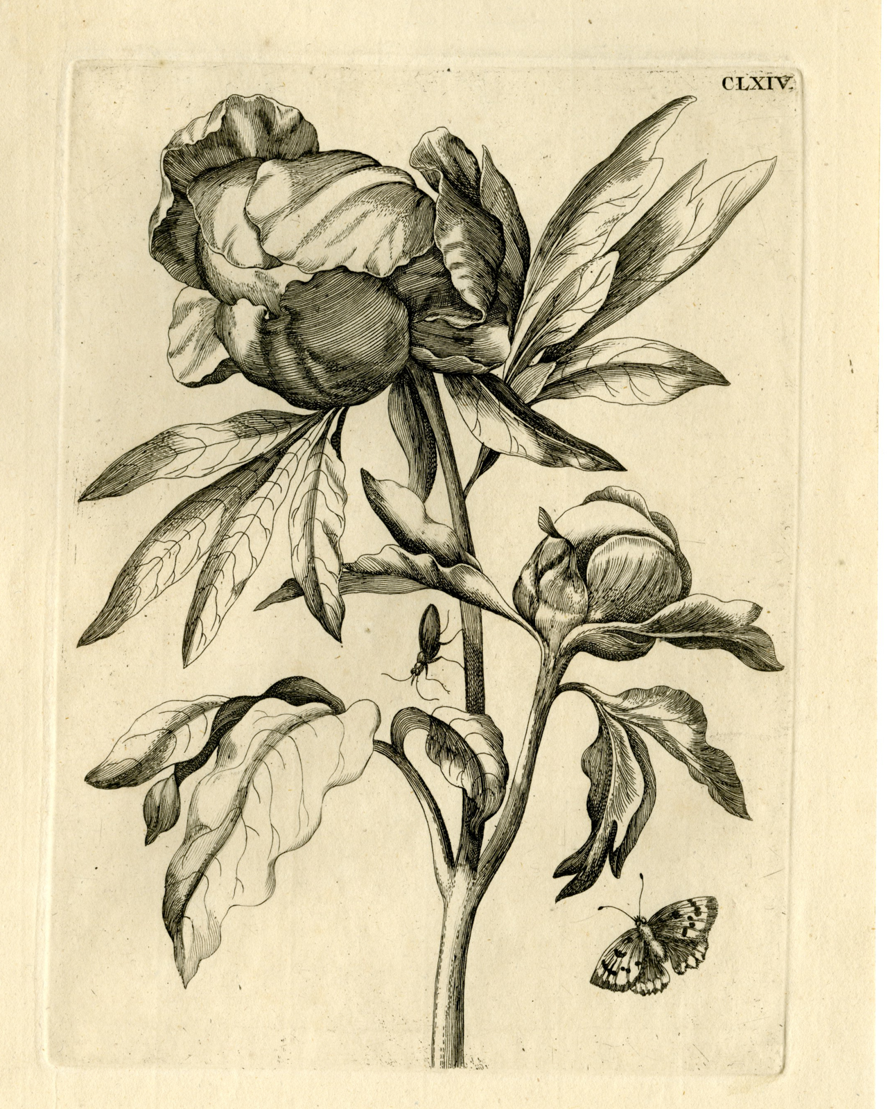 , Antique Prints-FLOWERS-INSECTS-Maria Sybilla Merian-1730, Pictura Antique Prints