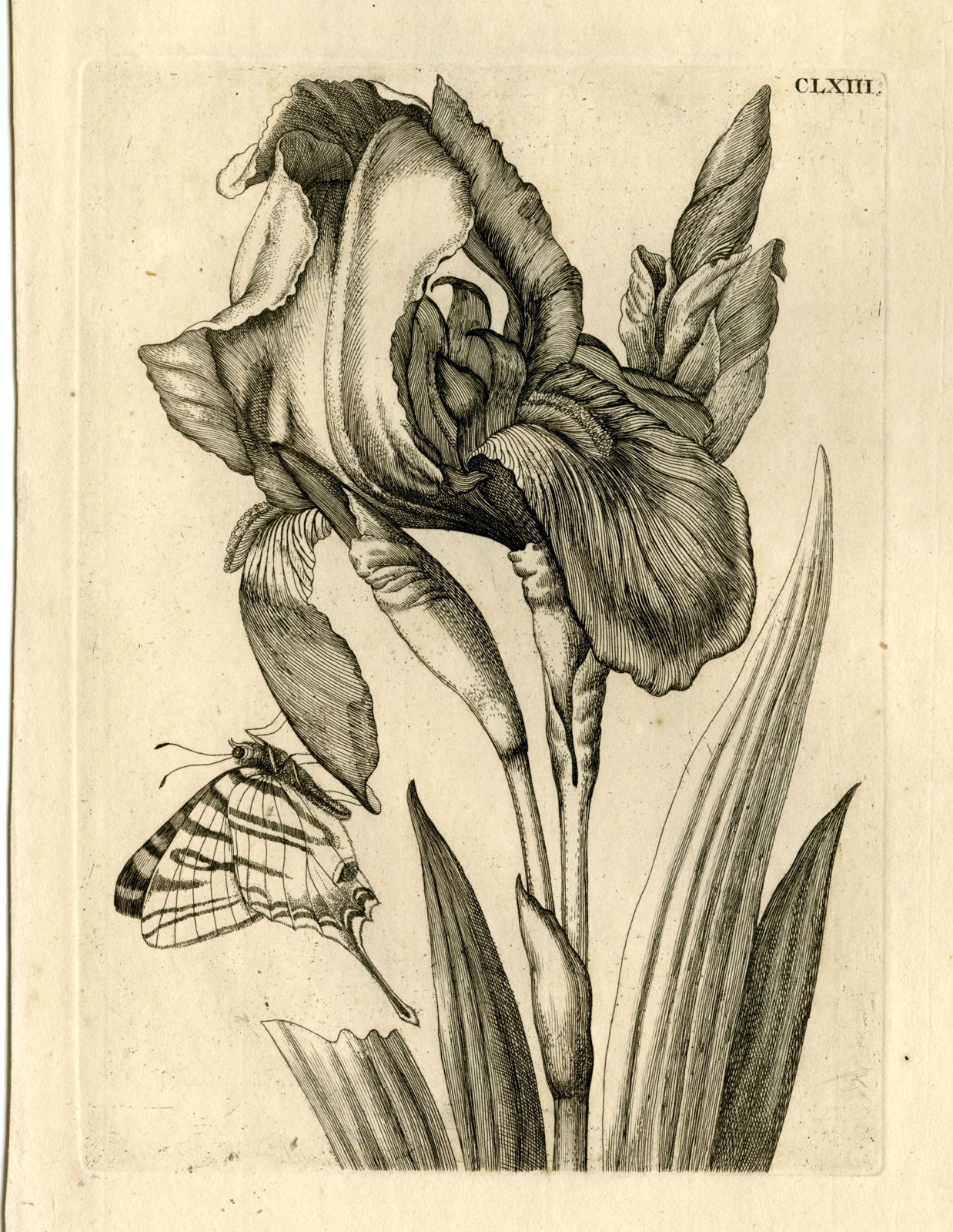 , Antique Prints-FLOWERS-INSECTS-Maria Sybilla Merian-1730, Pictura Antique Prints