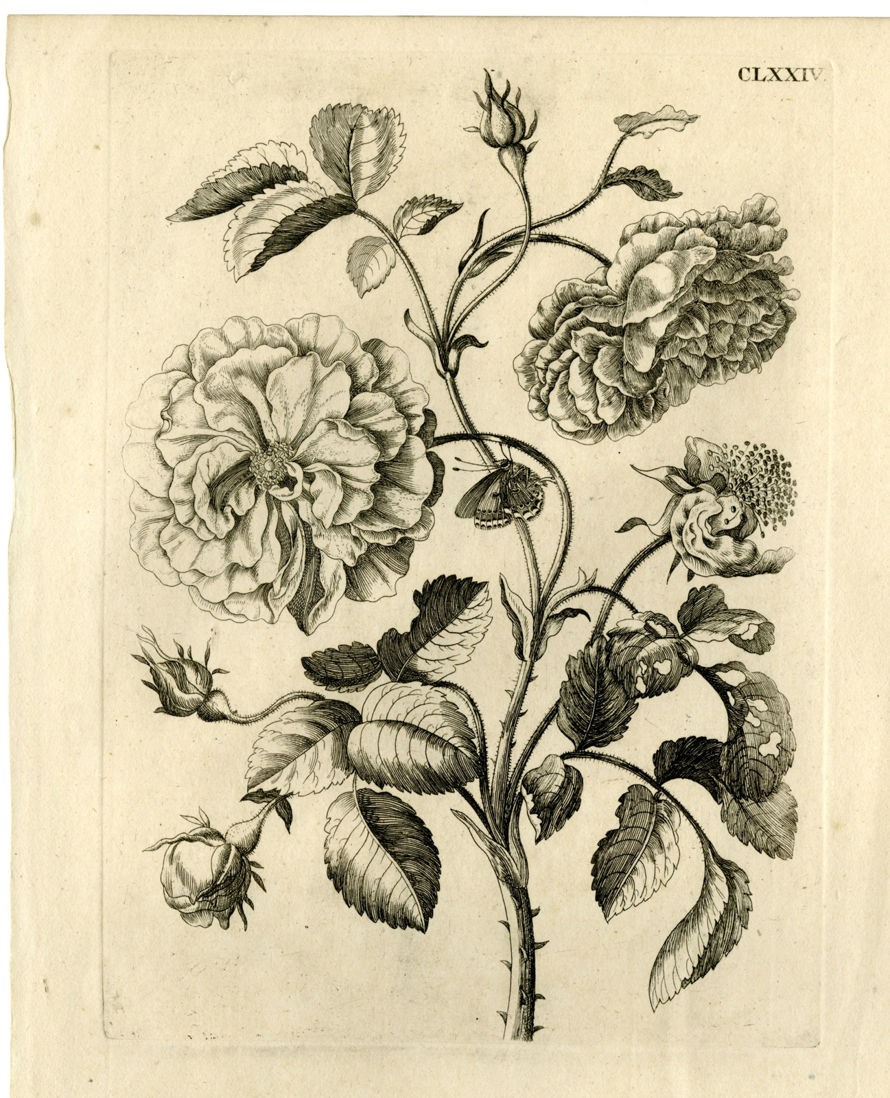 , Antique Prints-FLOWERS-INSECTS-Maria Sybilla Merian-1730, Pictura Antique Prints