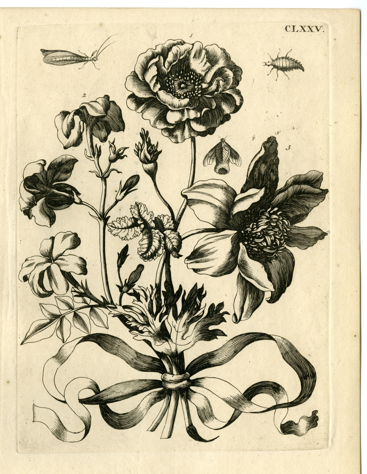 , Antique Prints-FLOWERS-INSECTS-Maria Sybilla Merian-1730, Pictura Antique Prints