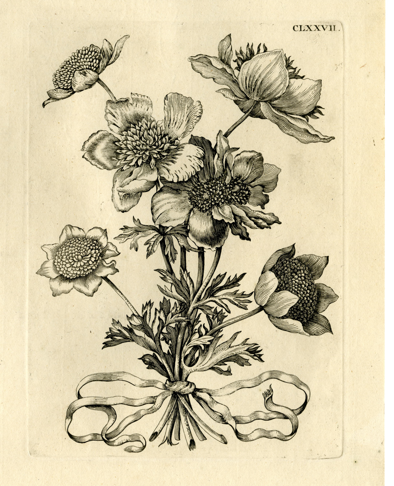 , Antique Prints-FLOWERS-INSECTS-Maria Sybilla Merian-1730, Pictura Antique Prints