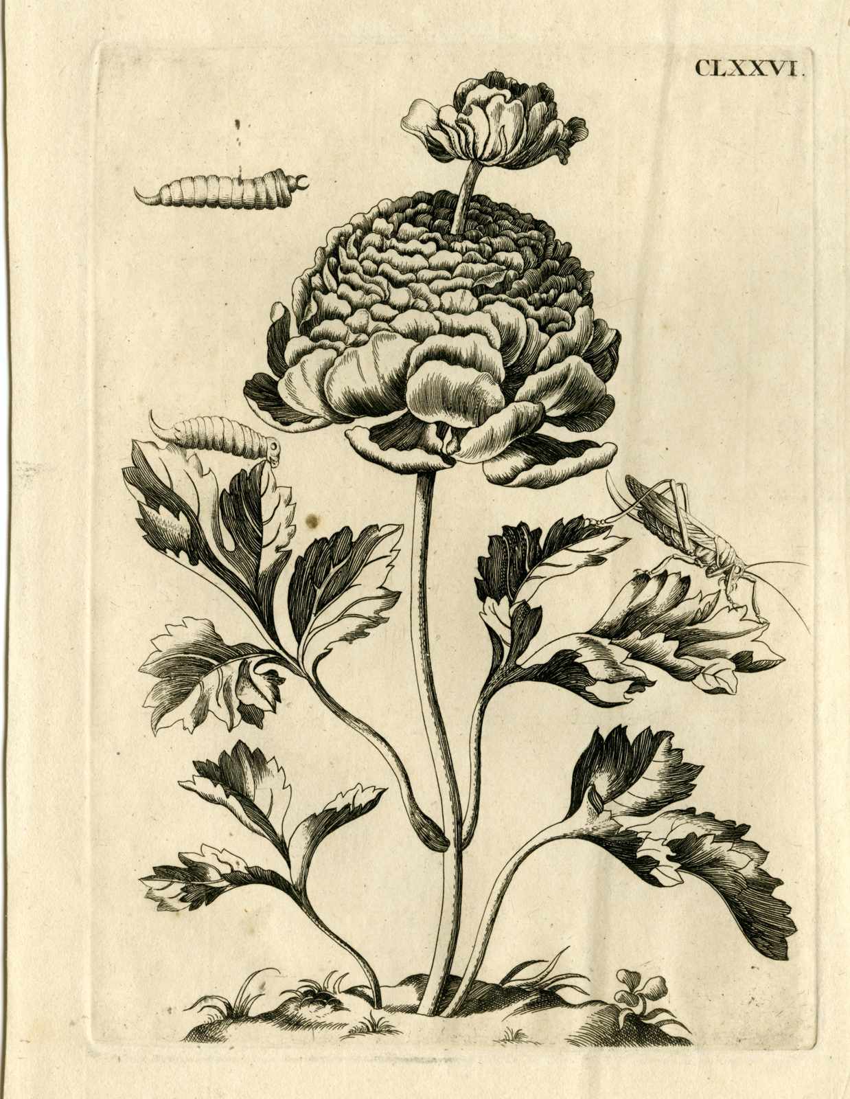 , Antique Prints-FLOWERS-INSECTS-Maria Sybilla Merian-1730, Pictura Antique Prints
