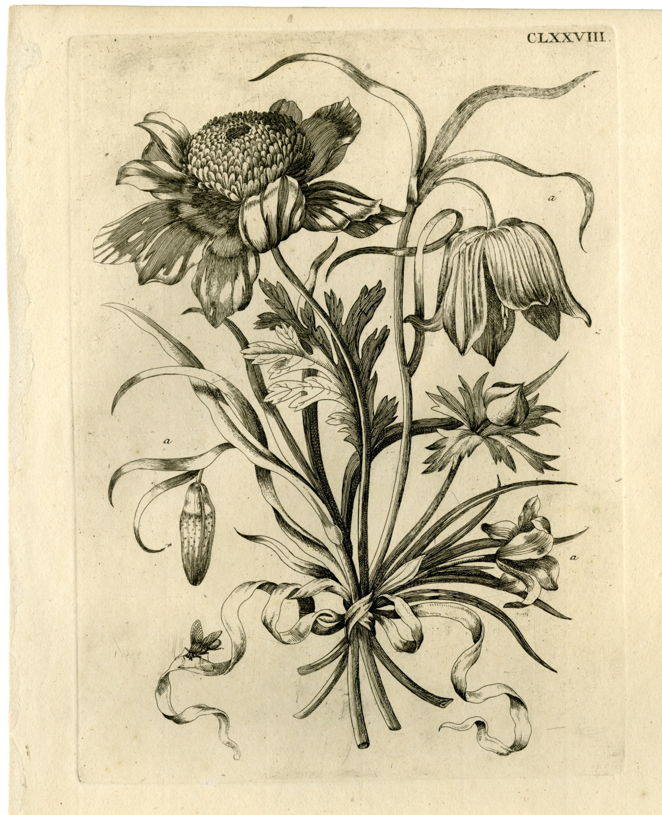 , Antique Prints-FLOWERS-INSECTS-Maria Sybilla Merian-1730, Pictura Antique Prints