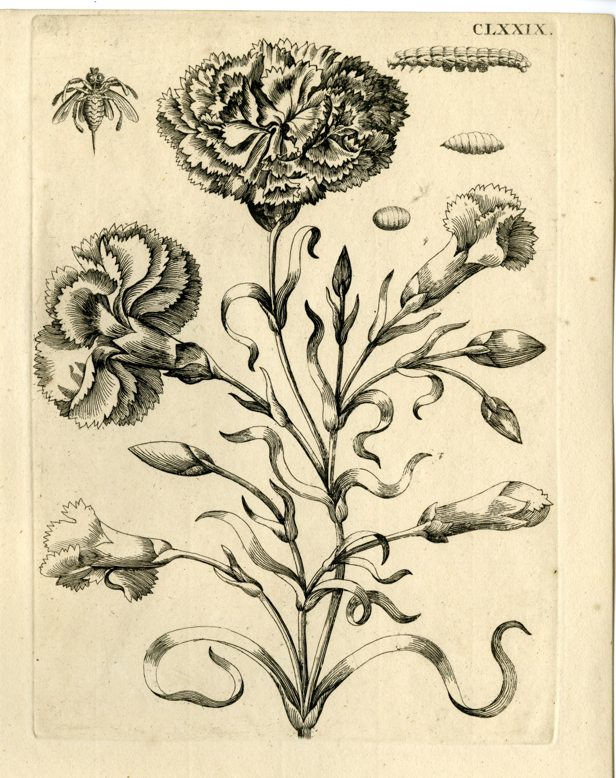, Antique Prints-FLOWERS-INSECTS-Maria Sybilla Merian-1730, Pictura Antique Prints