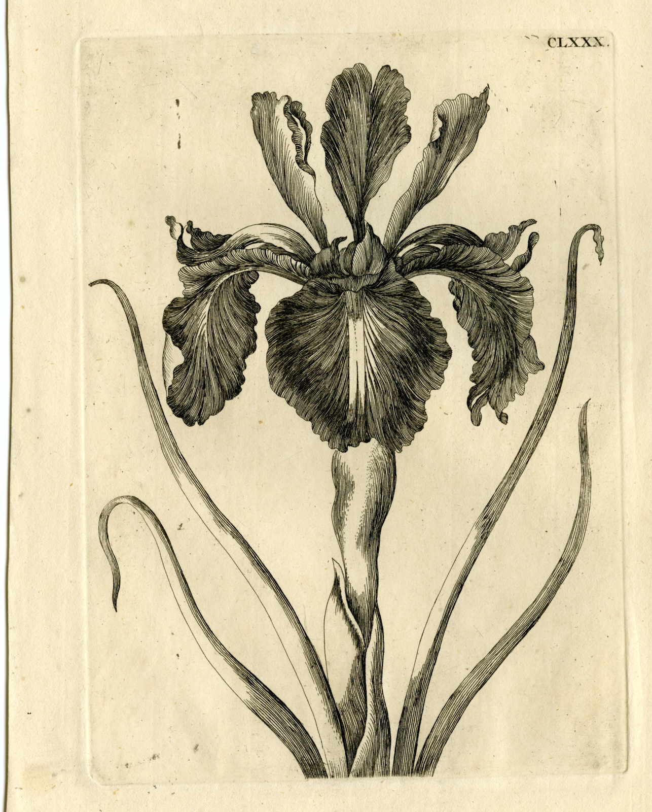 , Antique Prints-FLOWERS-INSECTS-Maria Sybilla Merian-1730, Pictura Antique Prints