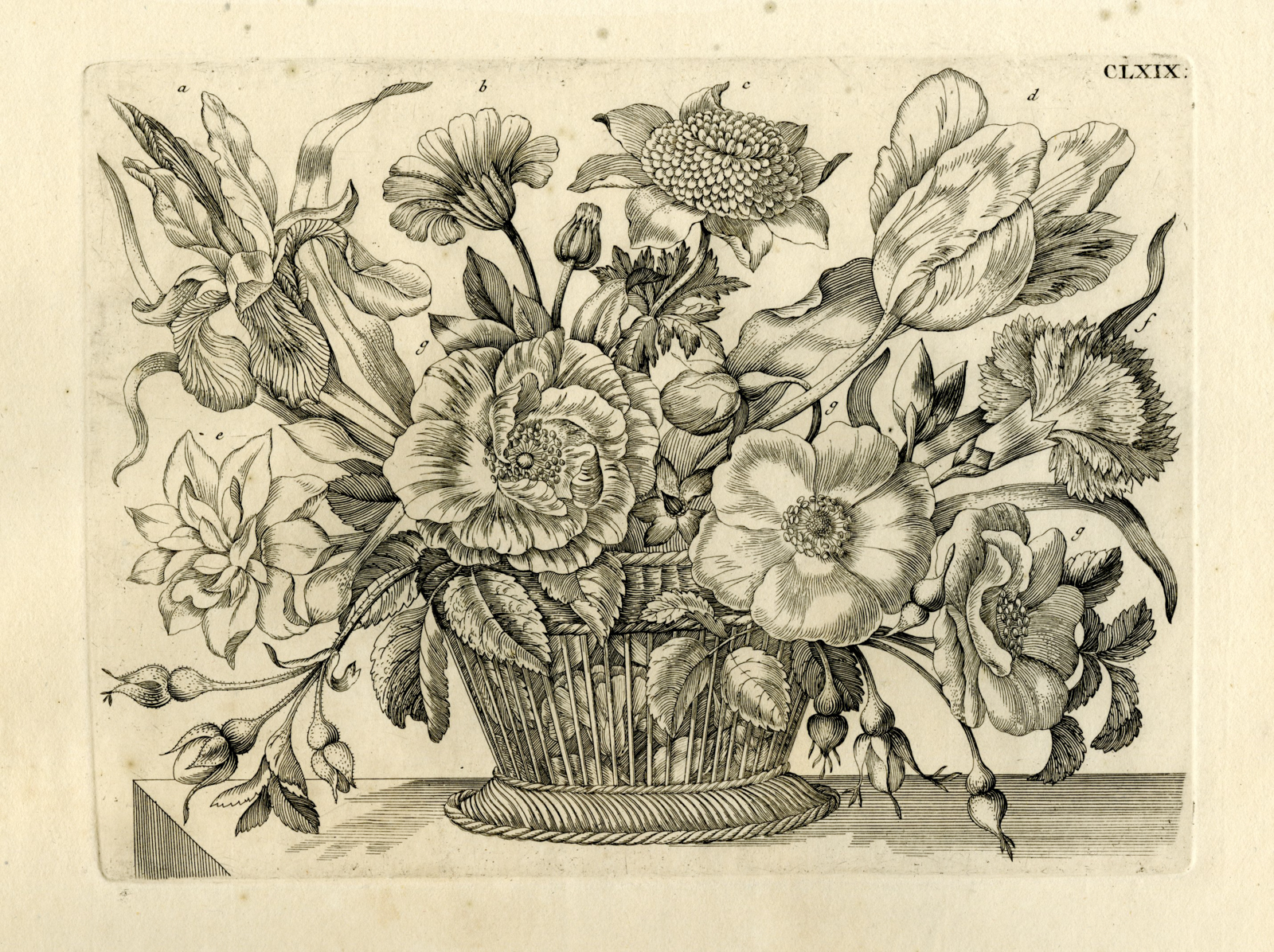 , Antique Prints-FLOWERS-INSECTS-Maria Sybilla Merian-1730, Pictura Antique Prints