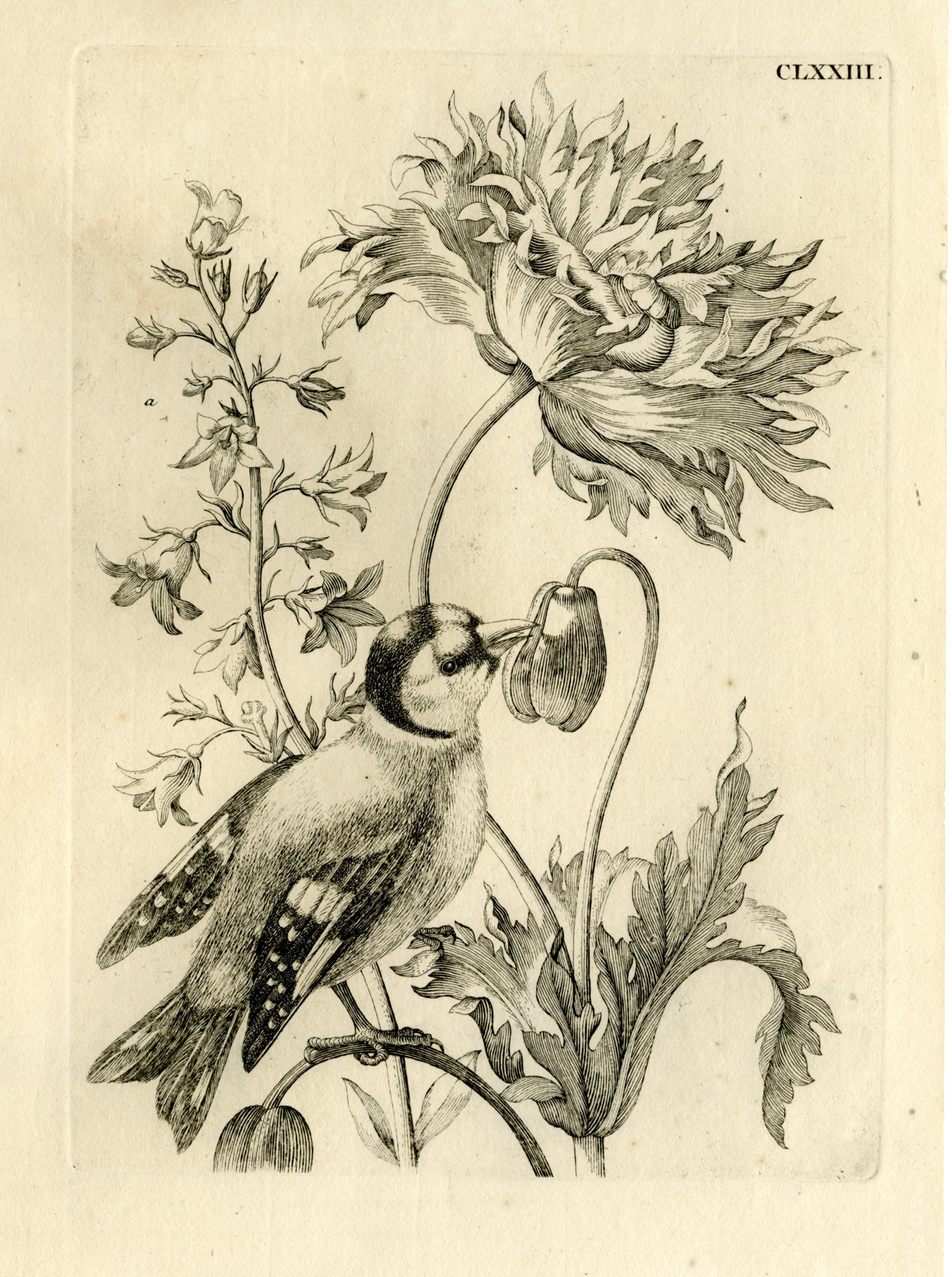, Antique Prints-FLOWERS-INSECTS-Maria Sybilla Merian-1730, Pictura Antique Prints