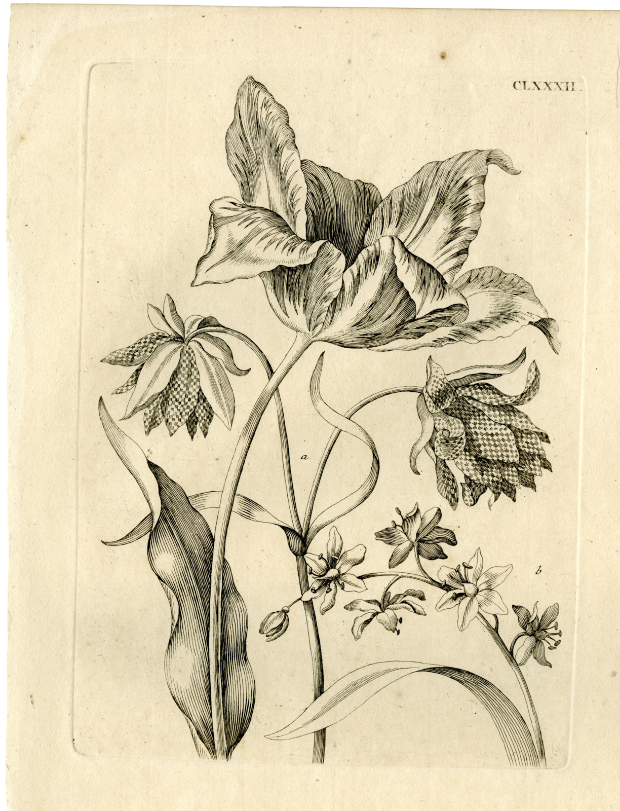 , Antique Prints-FLOWERS-INSECTS-Maria Sybilla Merian-1730, Pictura Antique Prints