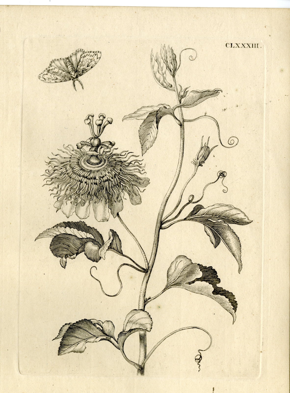 , Antique Prints-FLOWERS-INSECTS-Maria Sybilla Merian-1730, Pictura Antique Prints