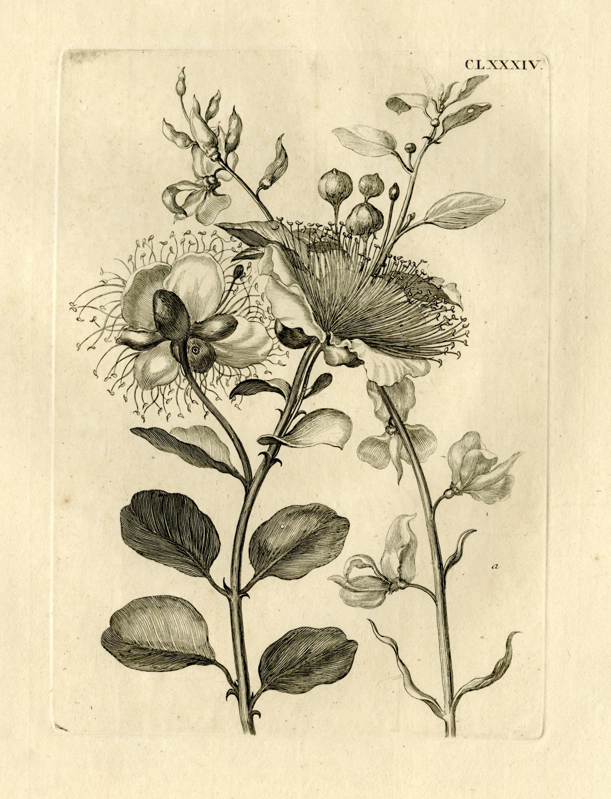 , Antique Prints-FLOWERS-INSECTS-Maria Sybilla Merian-1730, Pictura Antique Prints