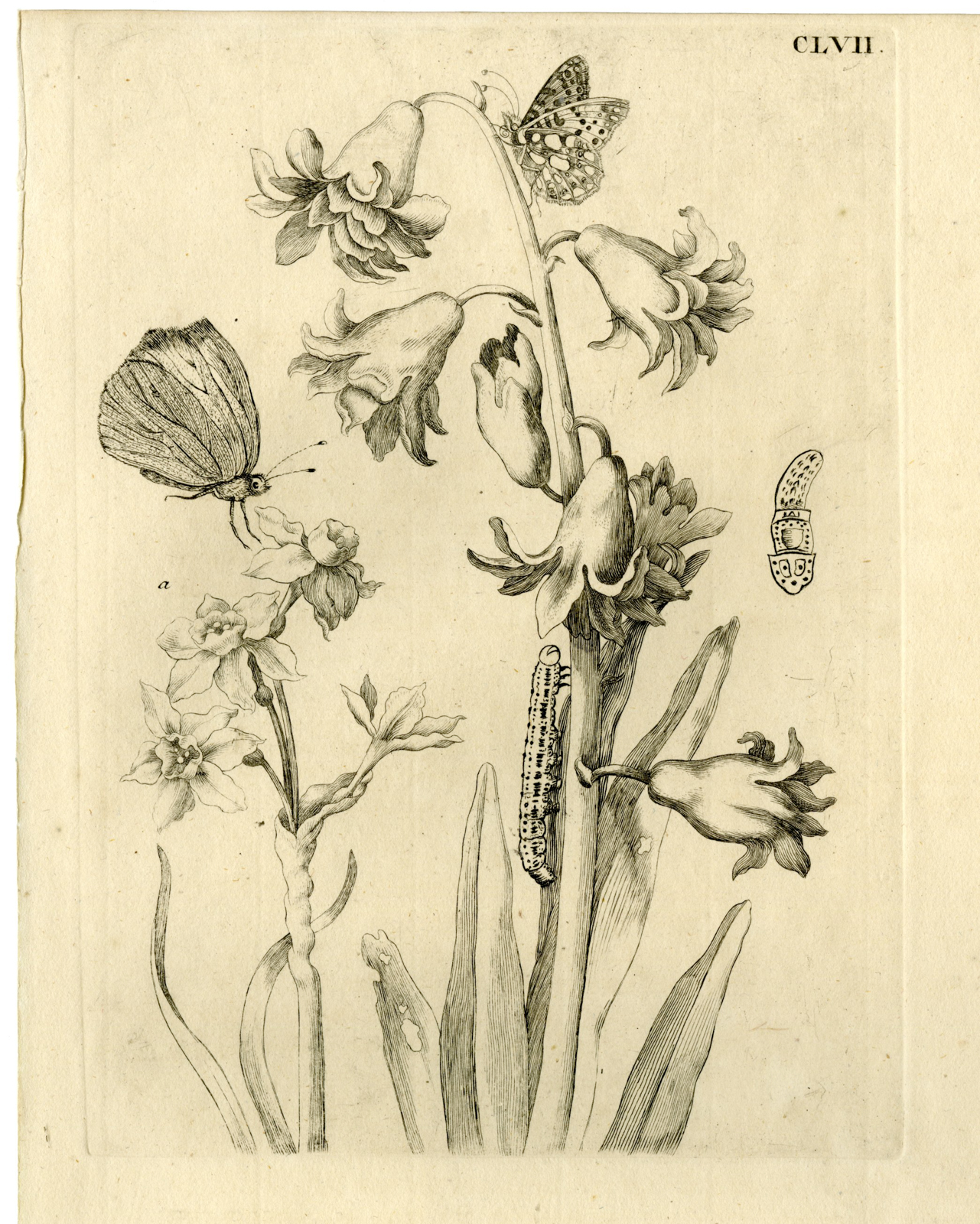 , Antique Prints-FLOWERS-INSECTS-Maria Sybilla Merian-1730, Pictura Antique Prints