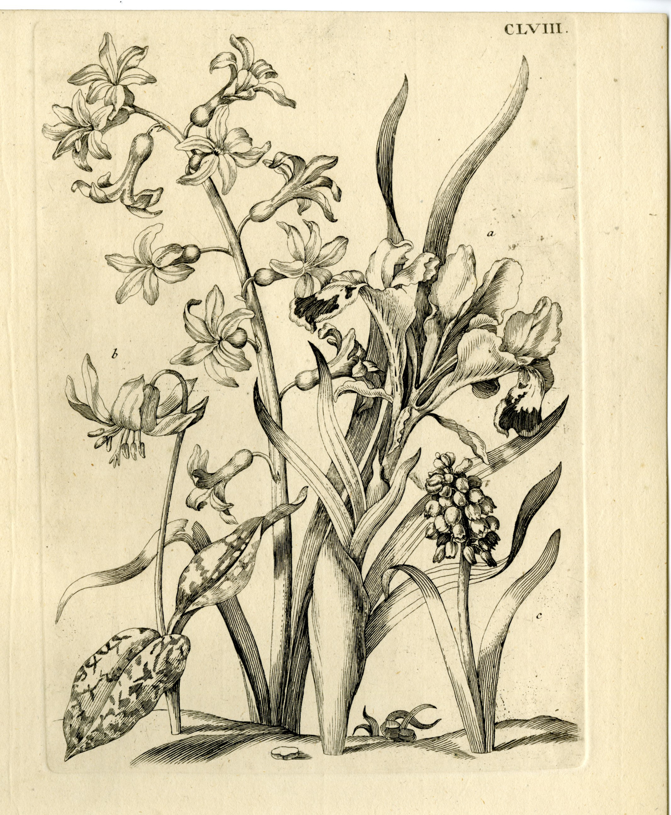 , Antique Prints-FLOWERS-INSECTS-Maria Sybilla Merian-1730, Pictura Antique Prints