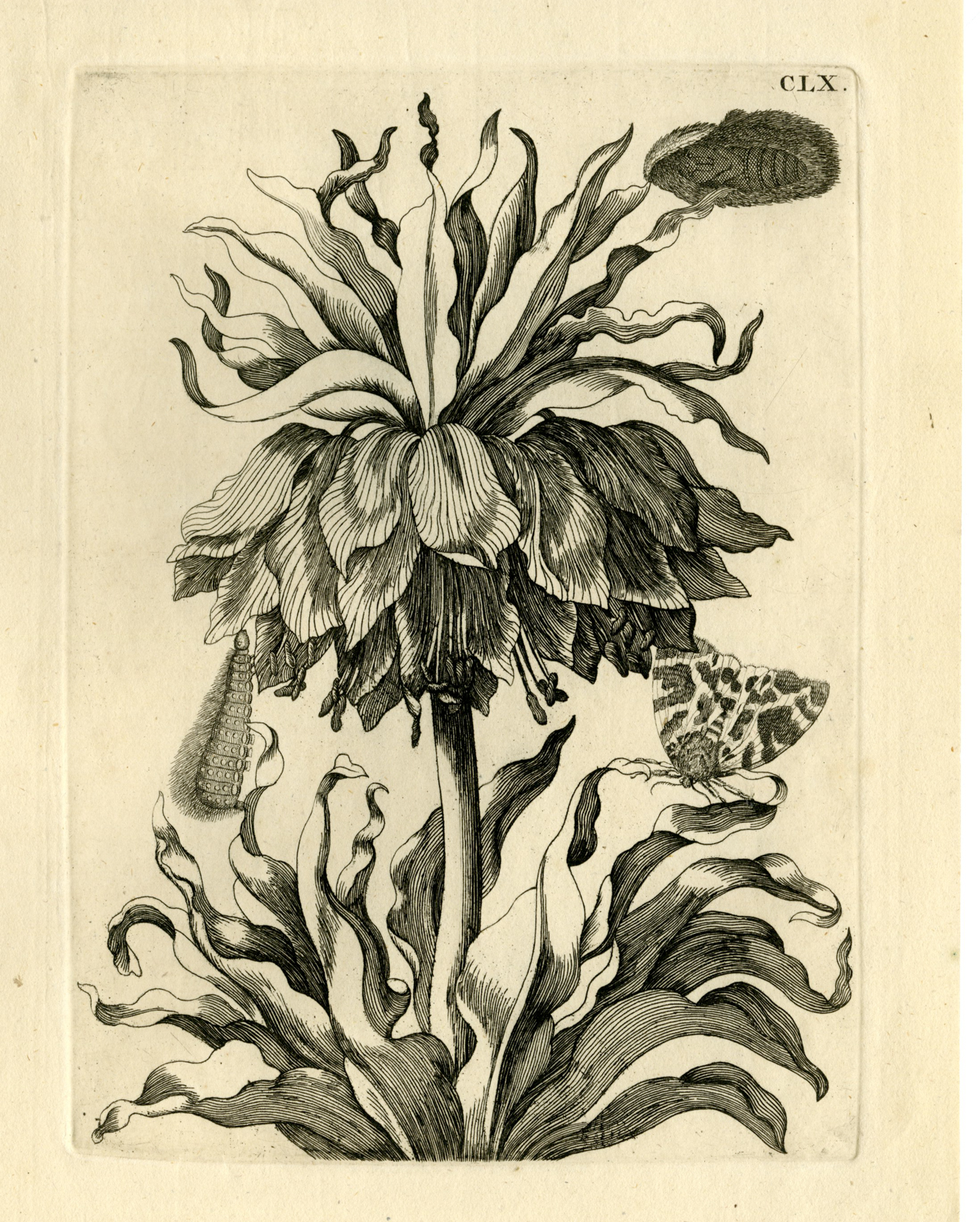 , Antique Prints-FLOWERS-INSECTS-Maria Sybilla Merian-1730, Pictura Antique Prints