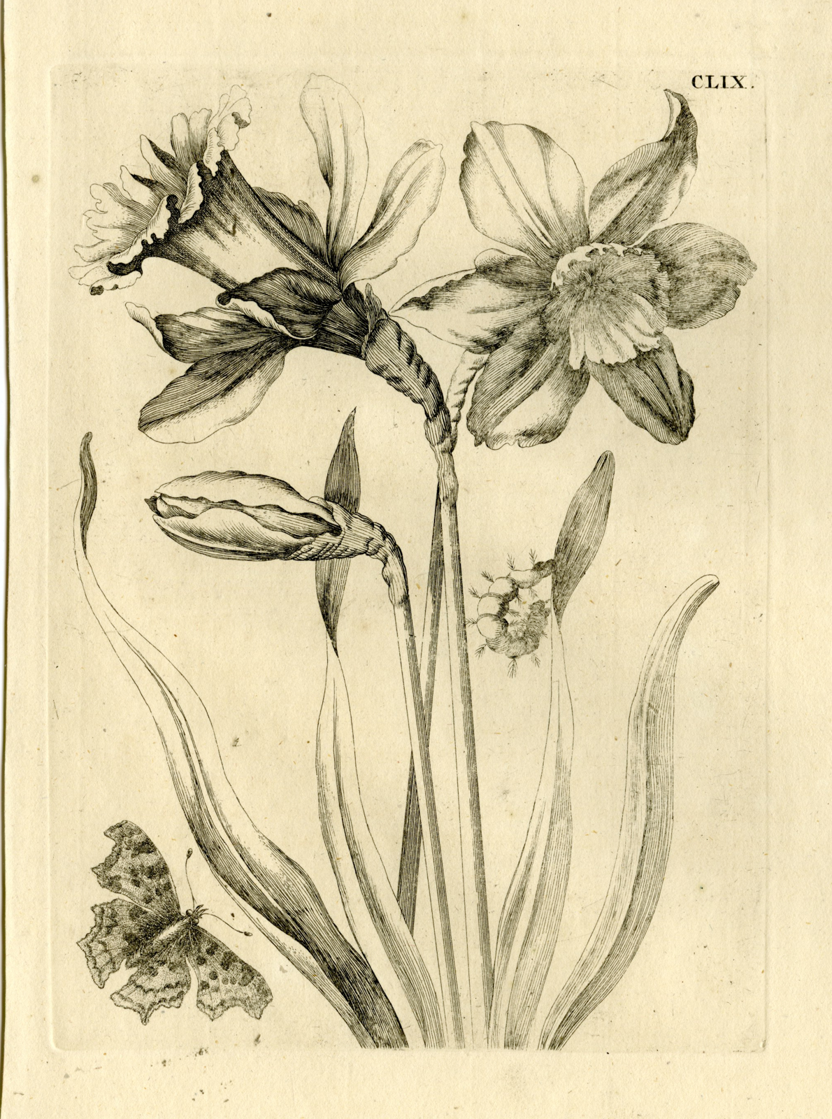 , Antique Prints-FLOWERS-INSECTS-Maria Sybilla Merian-1730, Pictura Antique Prints
