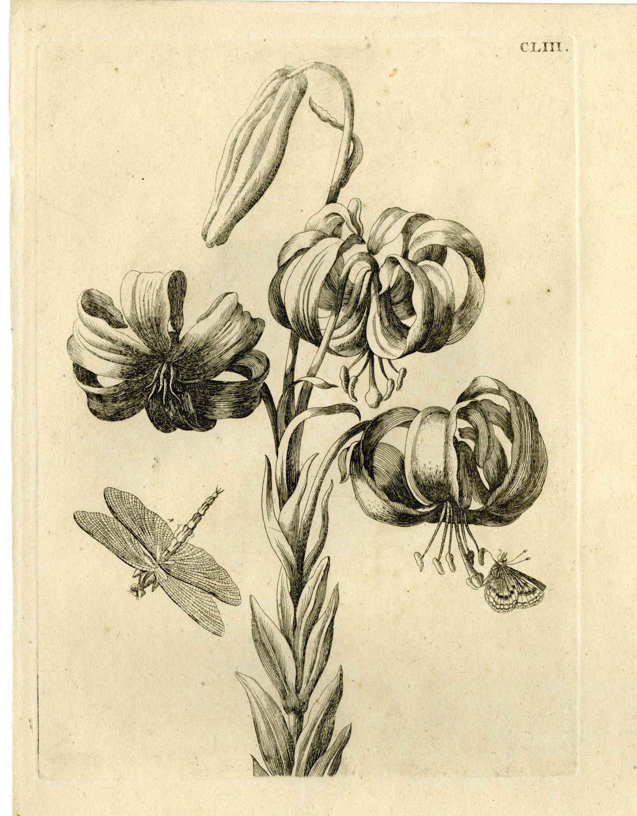 , Antique Prints-FLOWERS-INSECTS-Maria Sybilla Merian-1730, Pictura Antique Prints