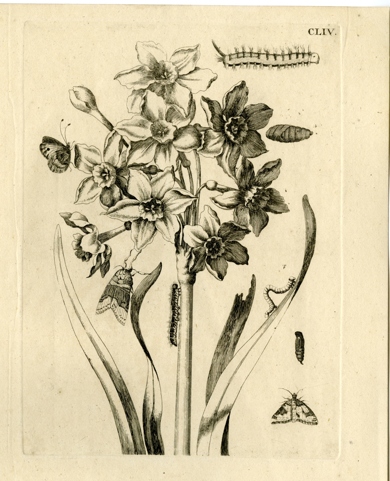 , Antique Prints-FLOWERS-INSECTS-Maria Sybilla Merian-1730, Pictura Antique Prints