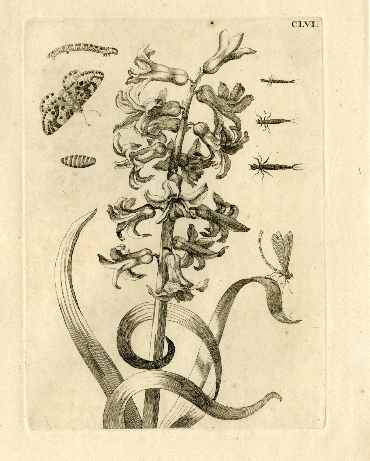 , Antique Prints-FLOWERS-INSECTS-Maria Sybilla Merian-1730, Pictura Antique Prints