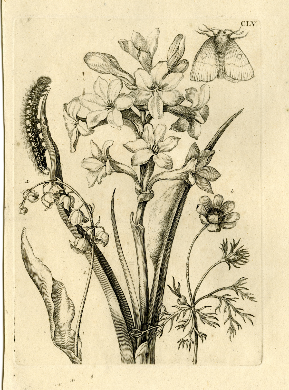 , Antique Prints-FLOWERS-INSECTS-Maria Sybilla Merian-1730, Pictura Antique Prints