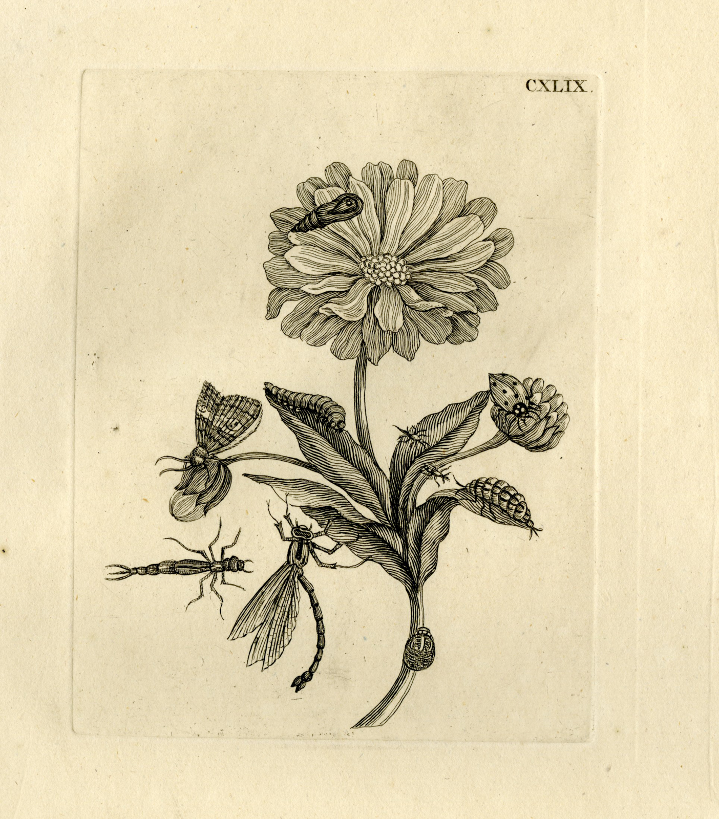 , Antique Prints-FLOWERS-INSECTS-Maria Sybilla Merian-1730, Pictura Antique Prints