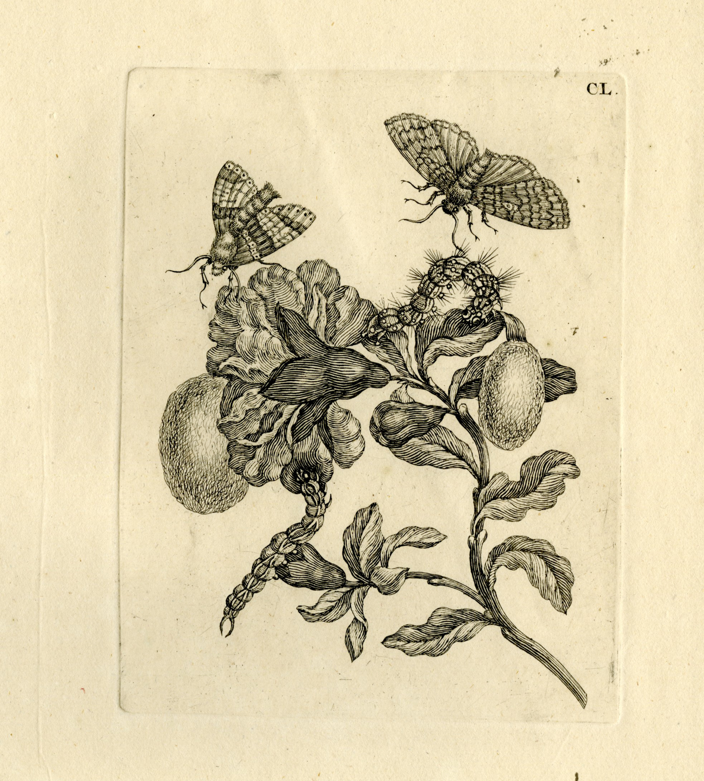 , Antique Prints-FLOWERS-INSECTS-Maria Sybilla Merian-1730, Pictura Antique Prints