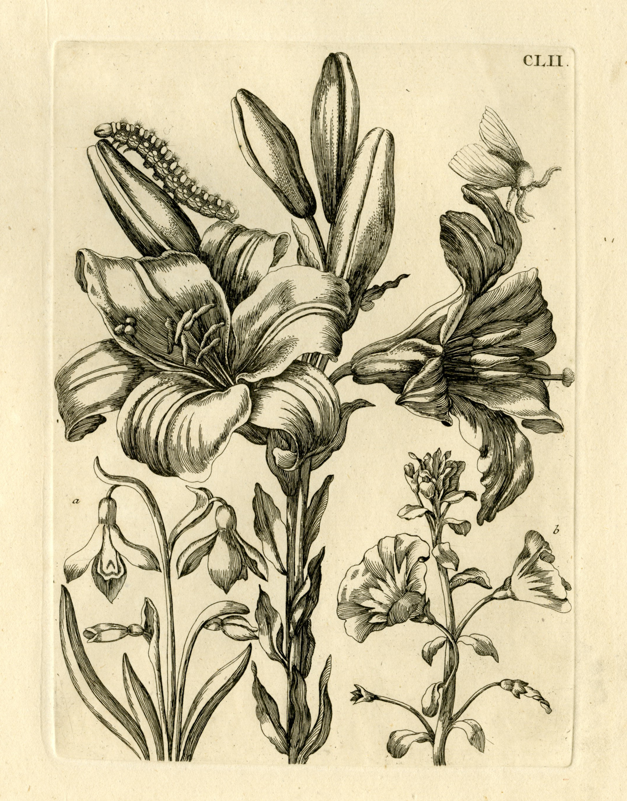 , Antique Prints-FLOWERS-INSECTS-Maria Sybilla Merian-1730, Pictura Antique Prints