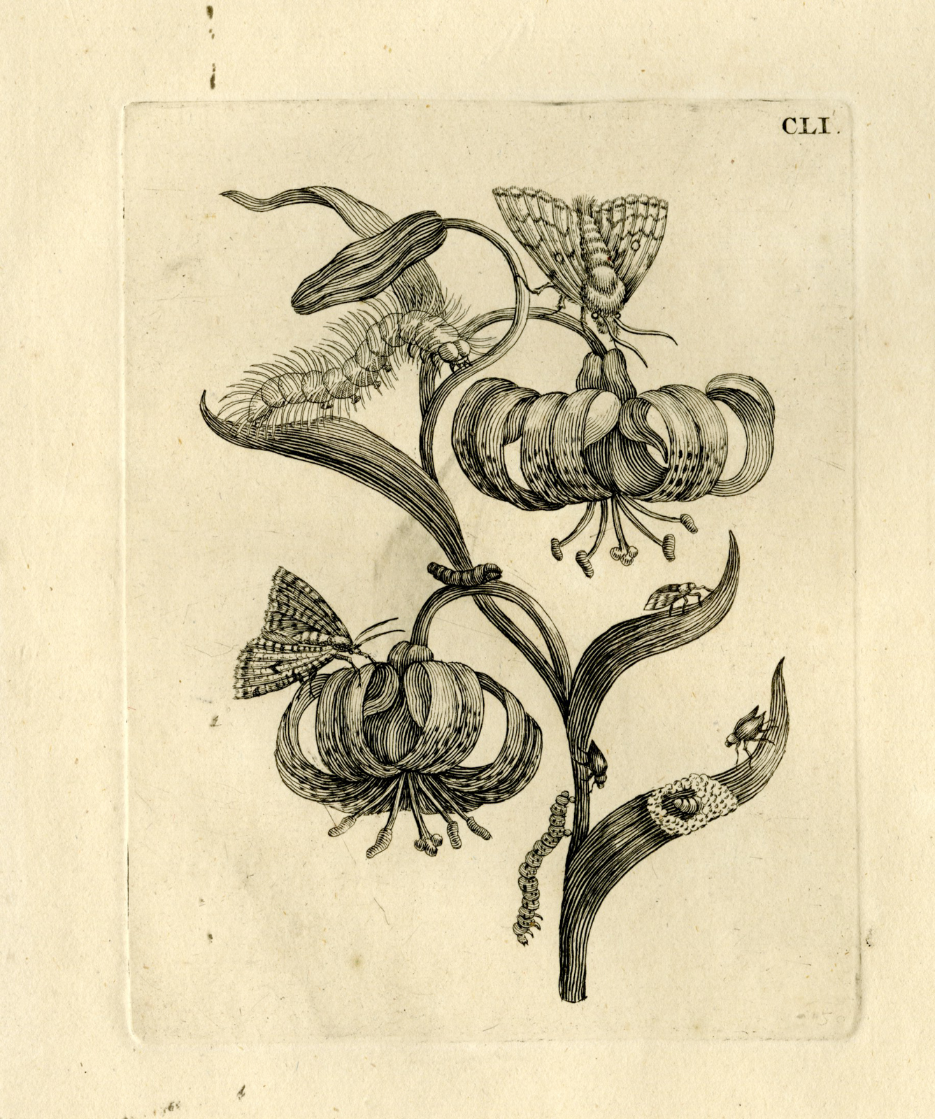 , Antique Prints-FLOWERS-INSECTS-Maria Sybilla Merian-1730, Pictura Antique Prints