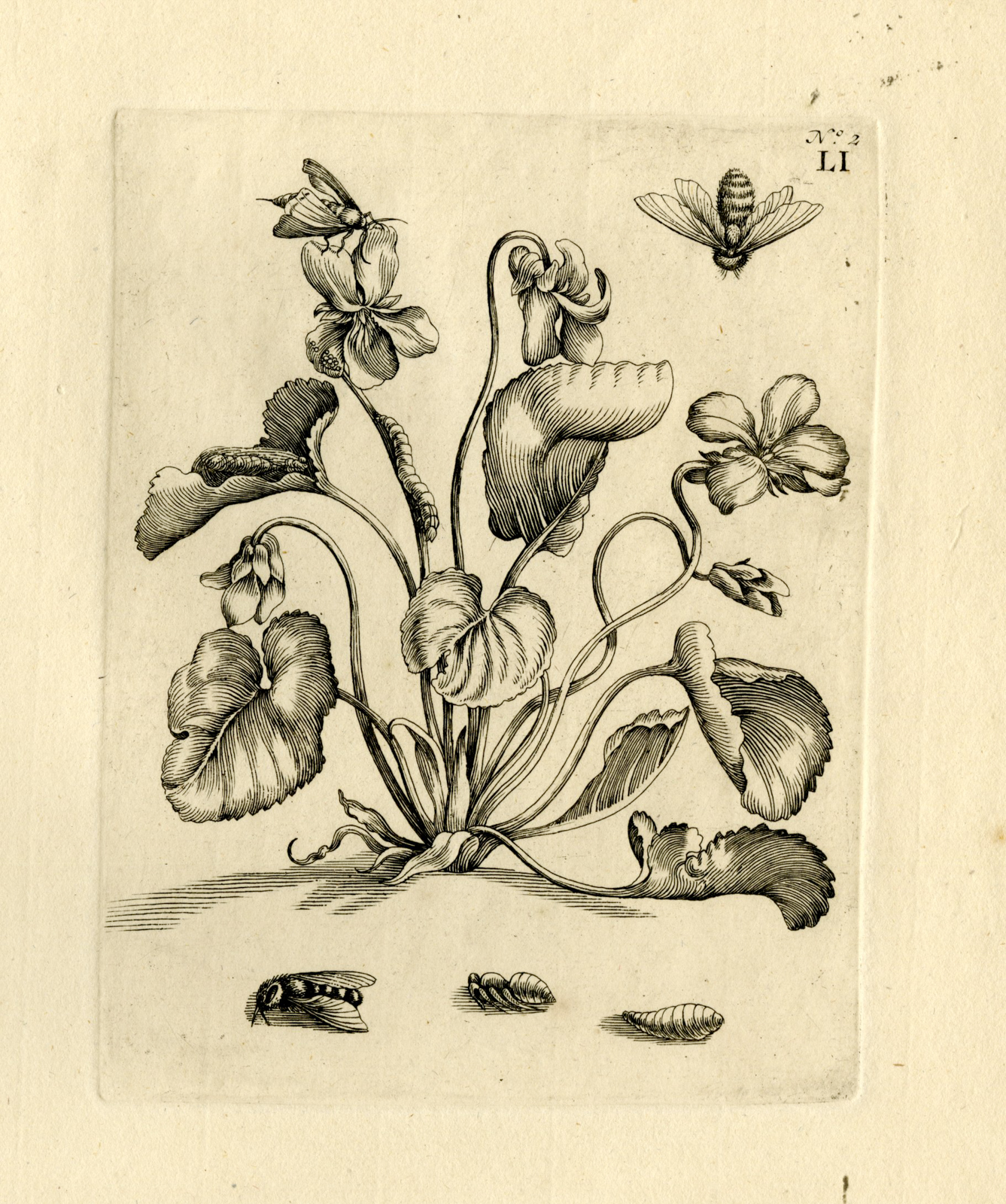 , Antique Prints-FLOWERS-INSECTS-Maria Sybilla Merian-1730, Pictura Antique Prints