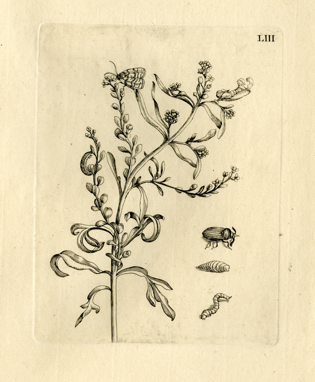 , Antique Prints-FLOWERS-INSECTS-Maria Sybilla Merian-1730, Pictura Antique Prints