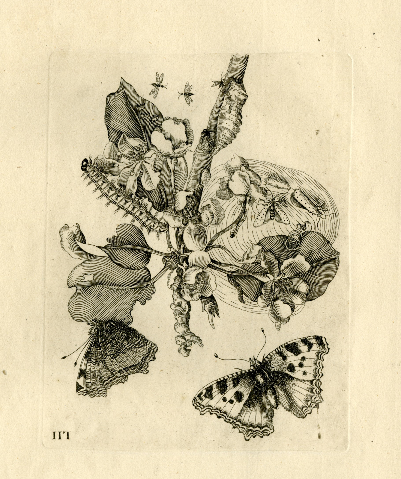 , Antique Prints-FLOWERS-INSECTS-Maria Sybilla Merian-1730, Pictura Antique Prints