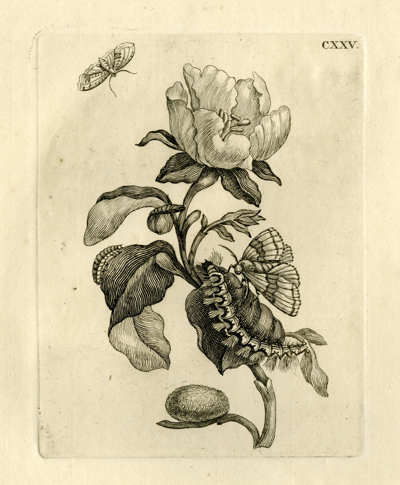 , Antique Prints-FLOWERS-INSECTS-Maria Sybilla Merian-1730, Pictura Antique Prints