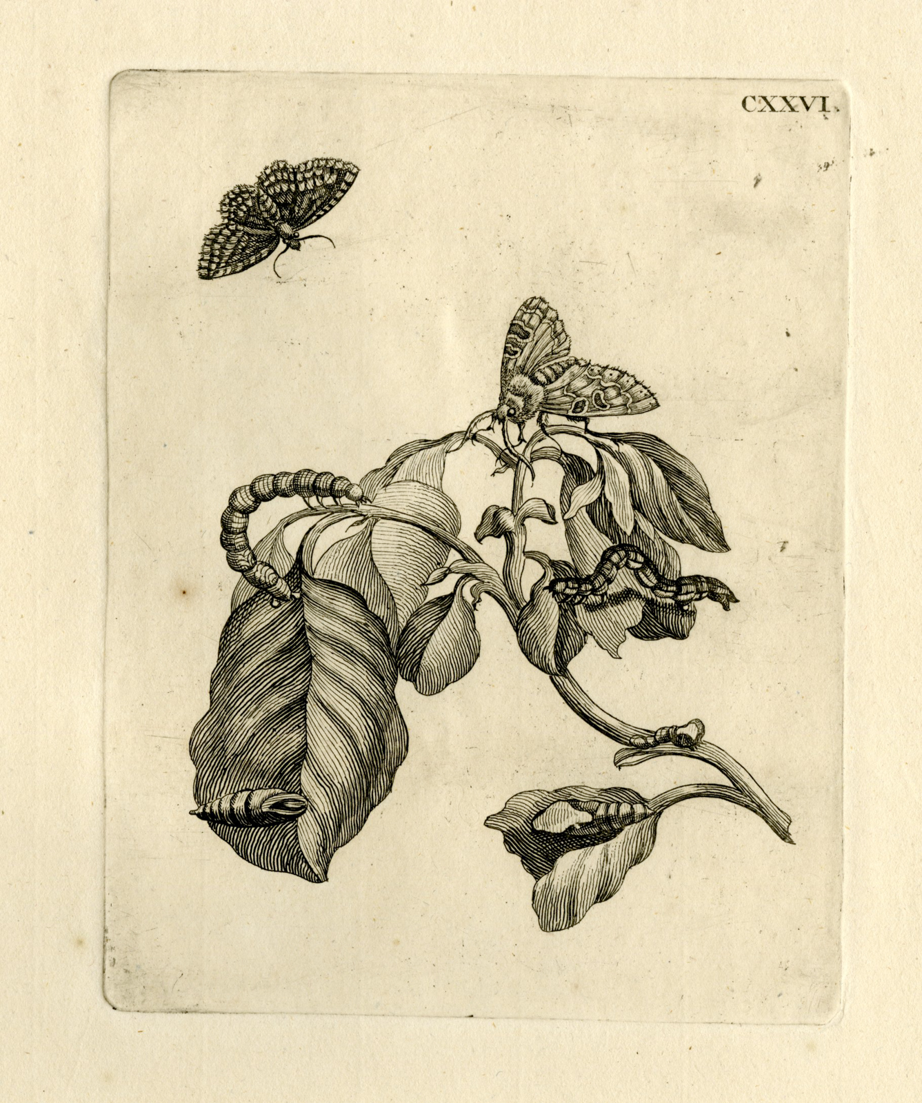 , Antique Prints-FLOWERS-INSECTS-Maria Sybilla Merian-1730, Pictura Antique Prints