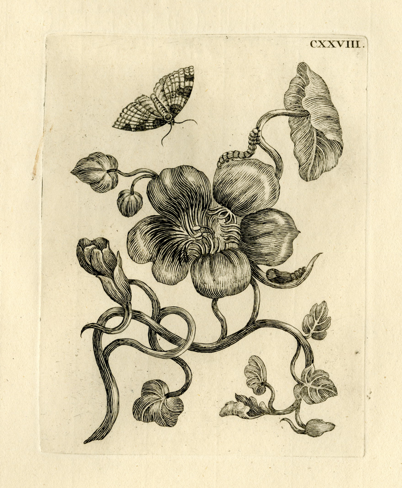 , Antique Prints-FLOWERS-INSECTS-Maria Sybilla Merian-1730, Pictura Antique Prints