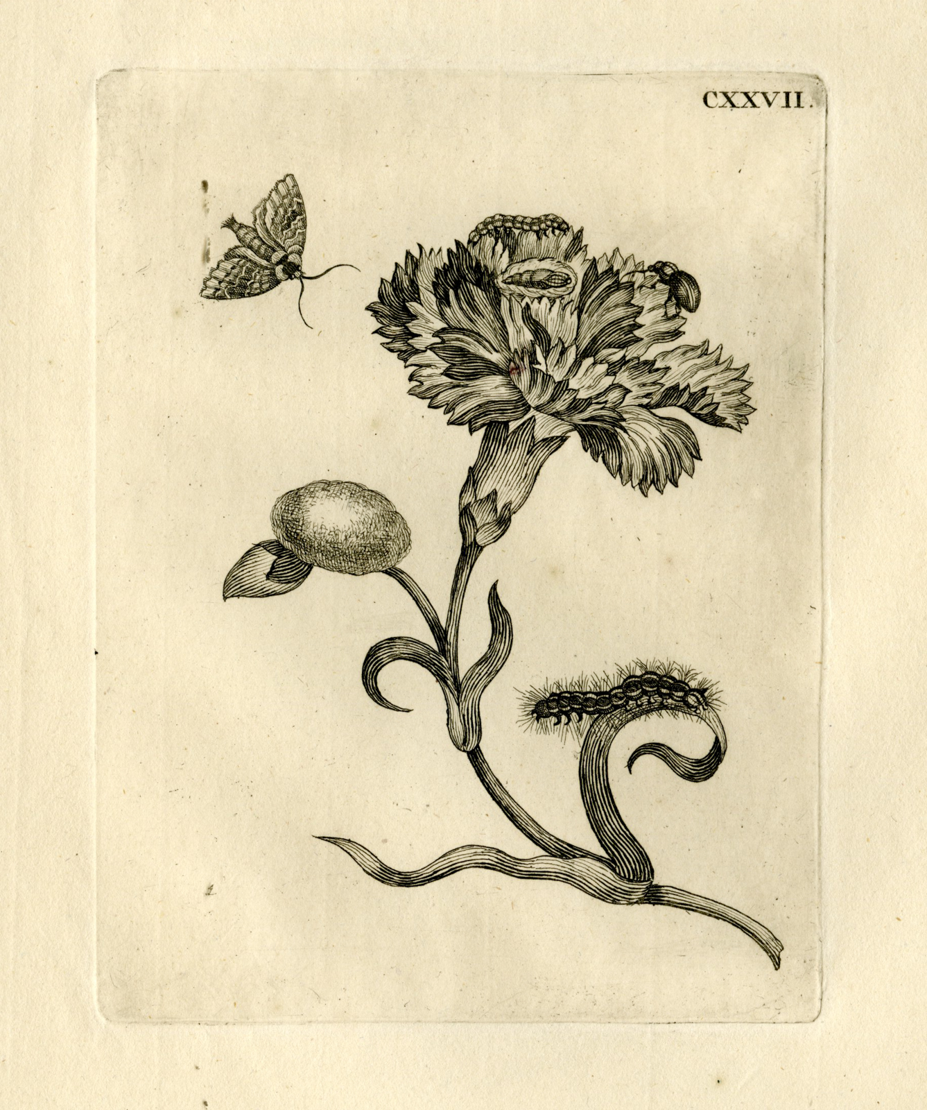 , Antique Prints-FLOWERS-INSECTS-Maria Sybilla Merian-1730, Pictura Antique Prints