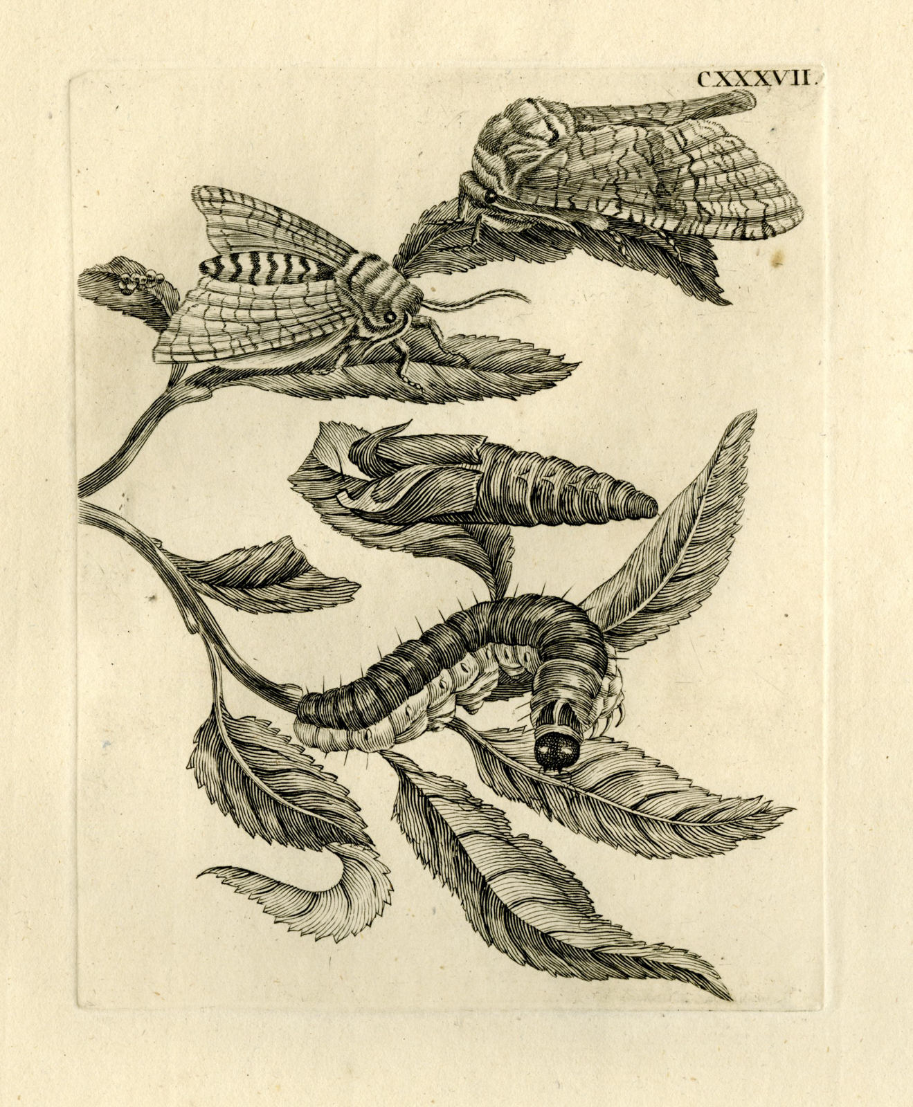 , Antique Prints-FLOWERS-INSECTS-Maria Sybilla Merian-1730, Pictura Antique Prints