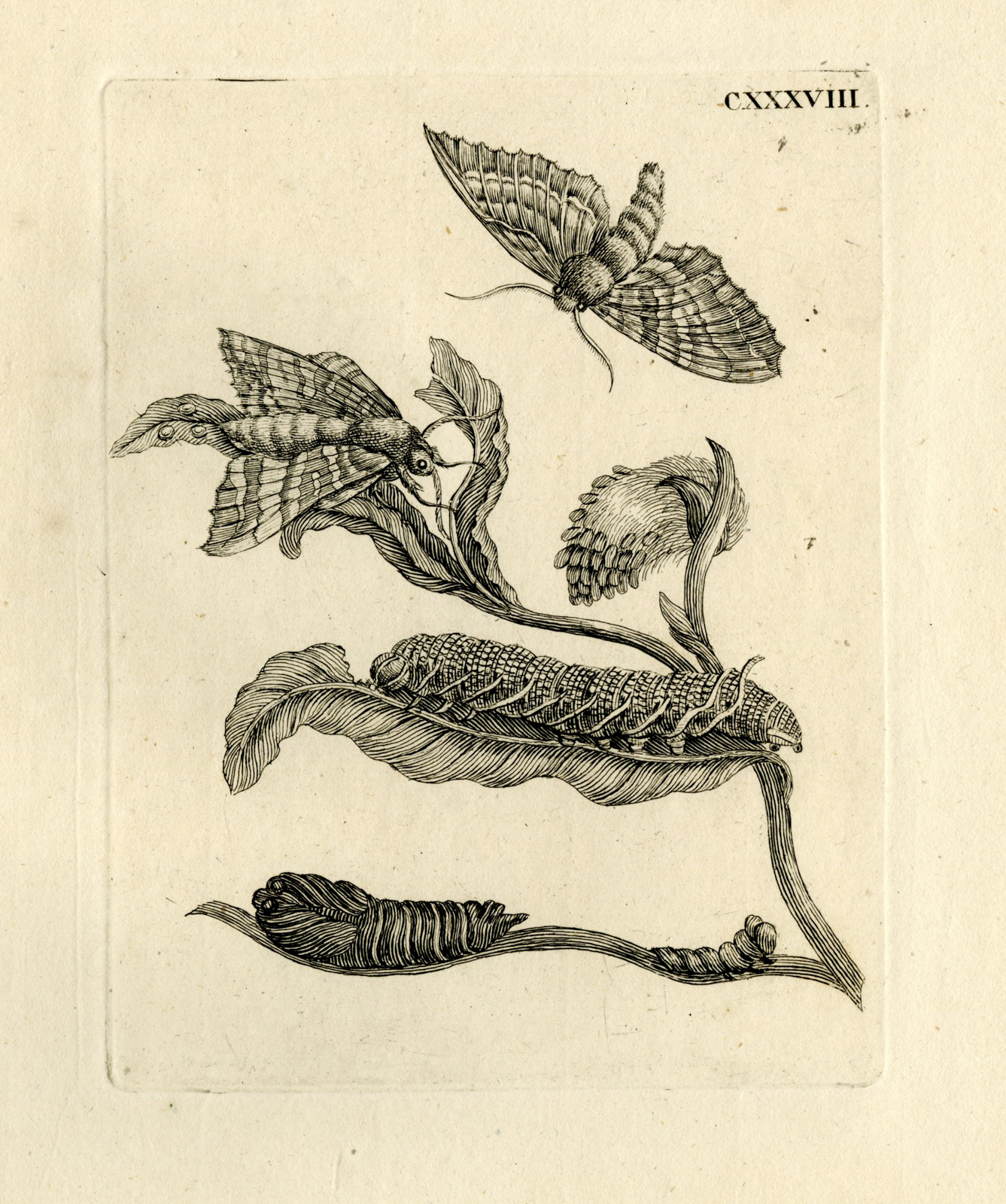 , Antique Prints-FLOWERS-INSECTS-Maria Sybilla Merian-1730, Pictura Antique Prints