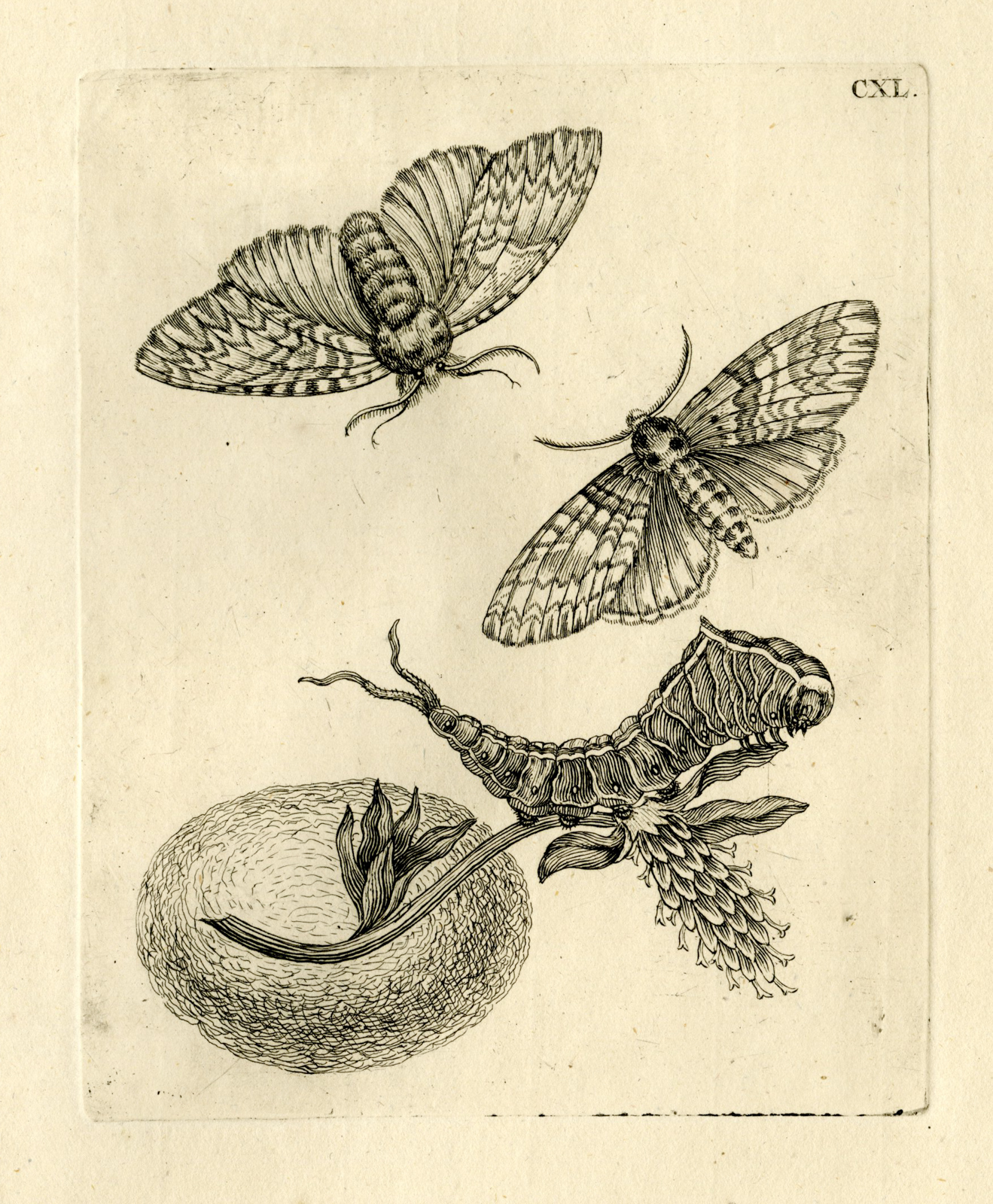 , Antique Prints-FLOWERS-INSECTS-Maria Sybilla Merian-1730, Pictura Antique Prints
