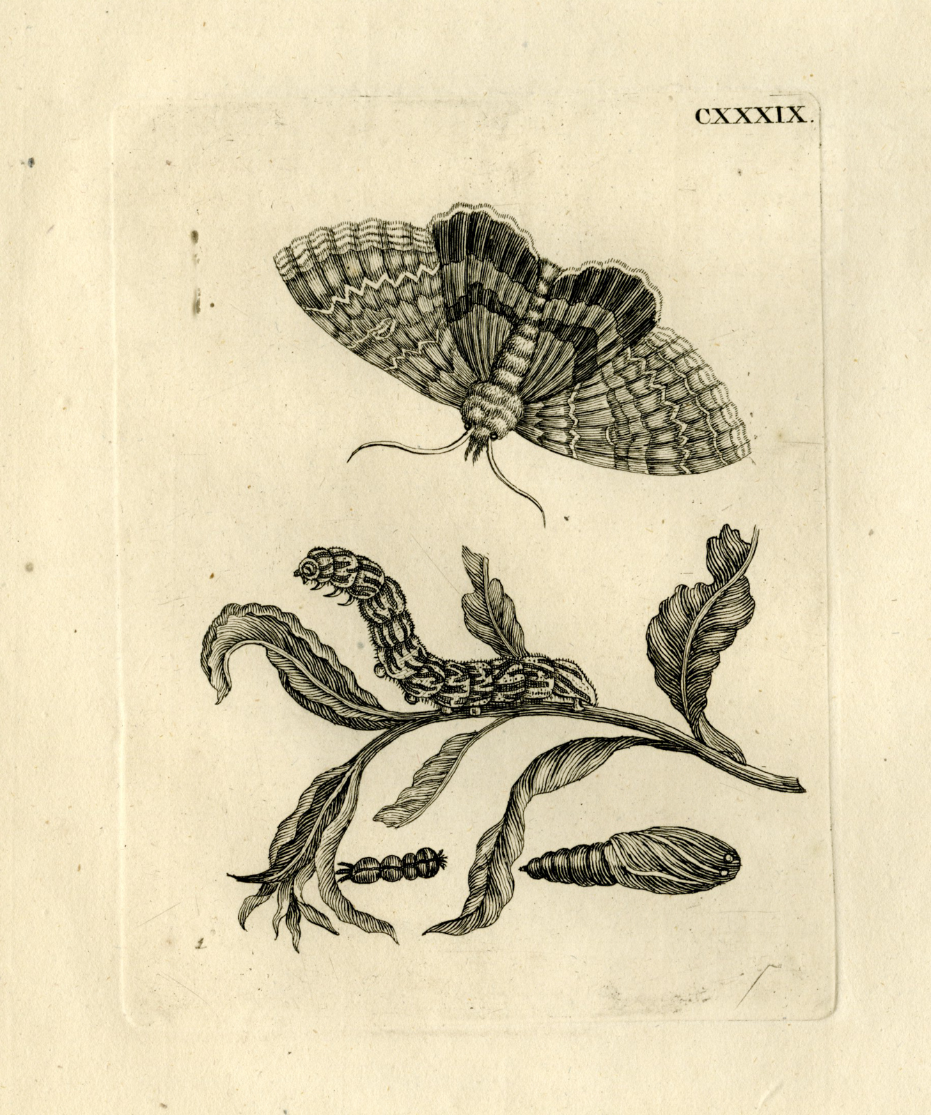 , Antique Prints-FLOWERS-INSECTS-Maria Sybilla Merian-1730, Pictura Antique Prints