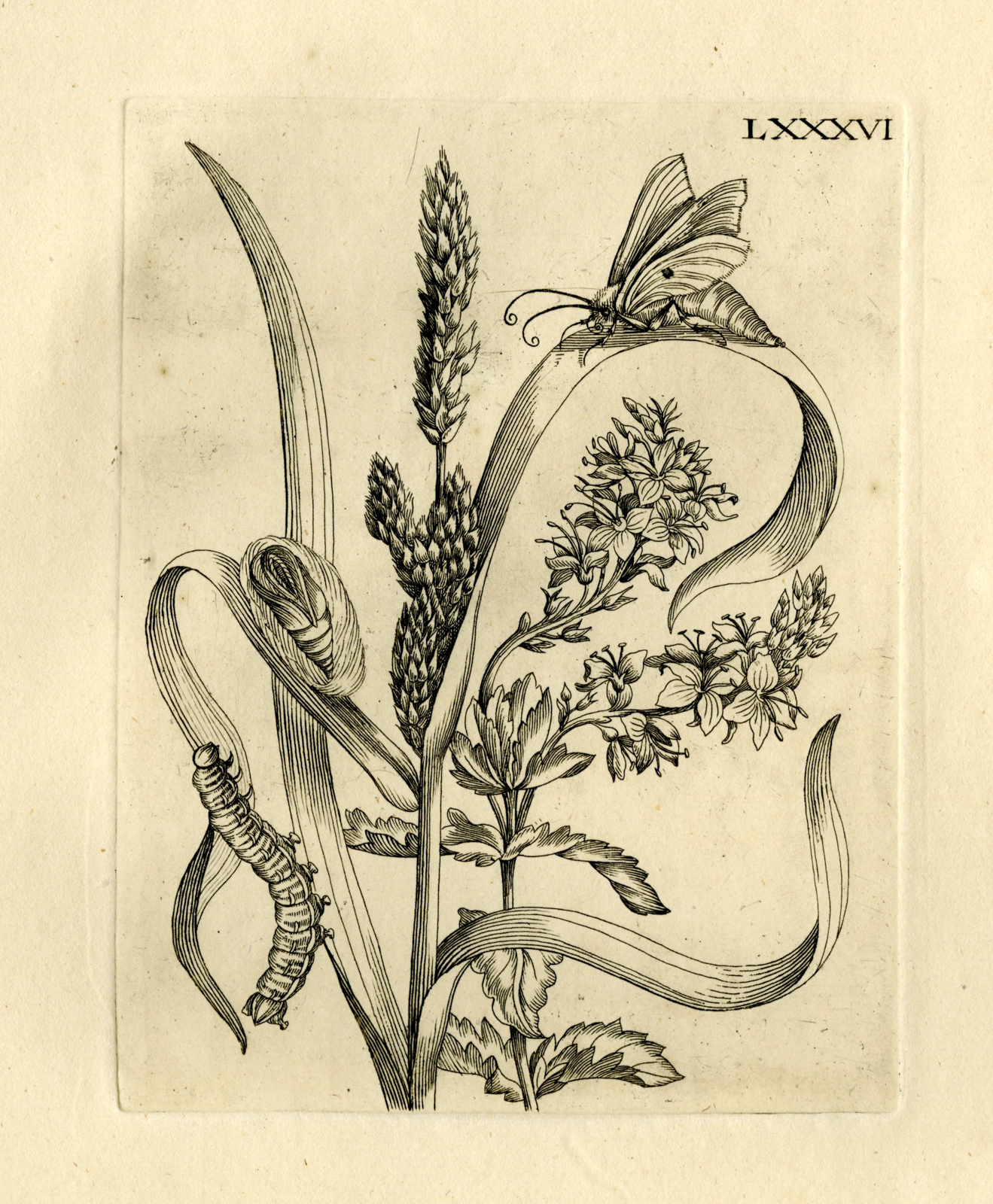 , Antique Prints-FLOWERS-INSECTS-Maria Sybilla Merian-1730, Pictura Antique Prints